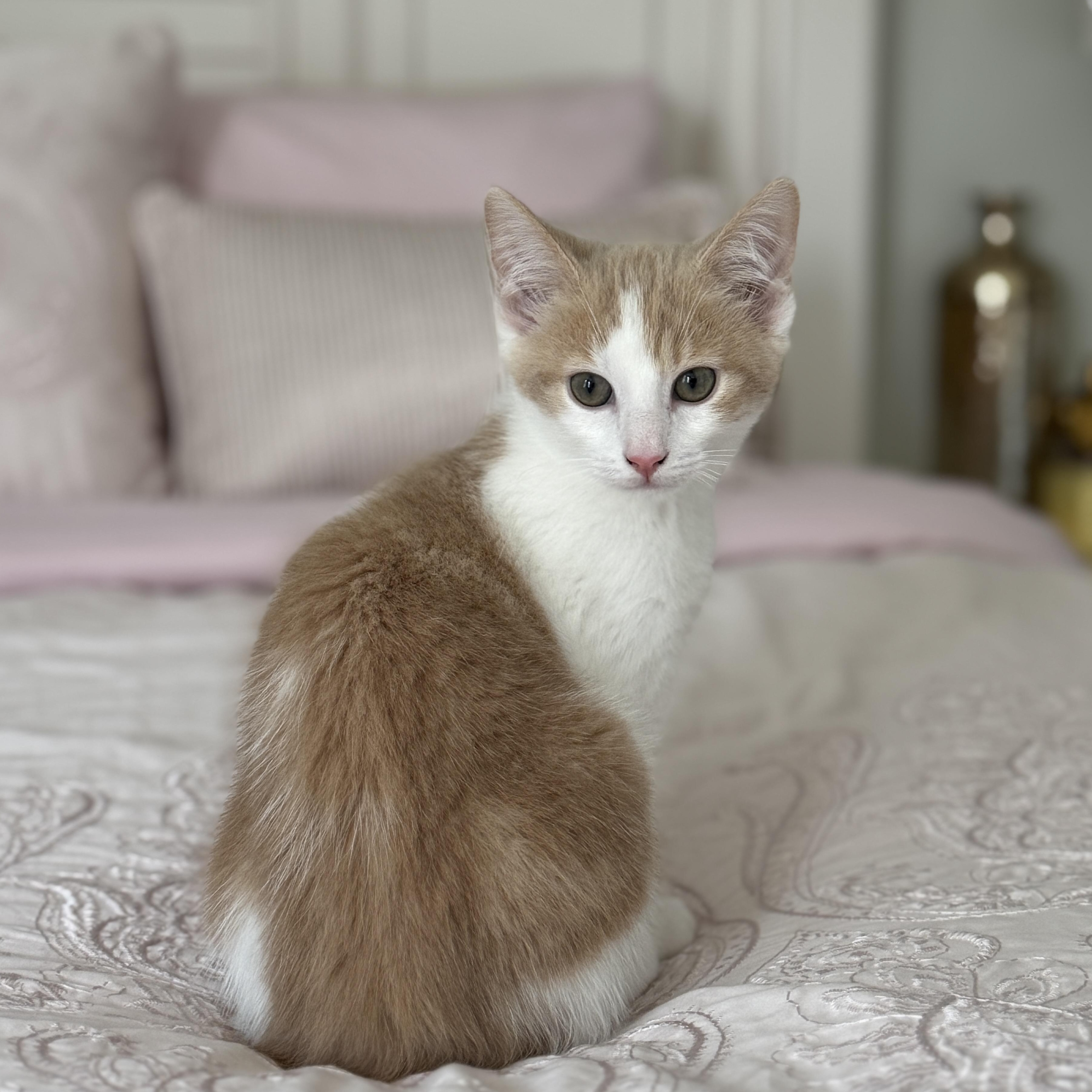 Kitten Donut, Baby Male Domestic Medium Hair