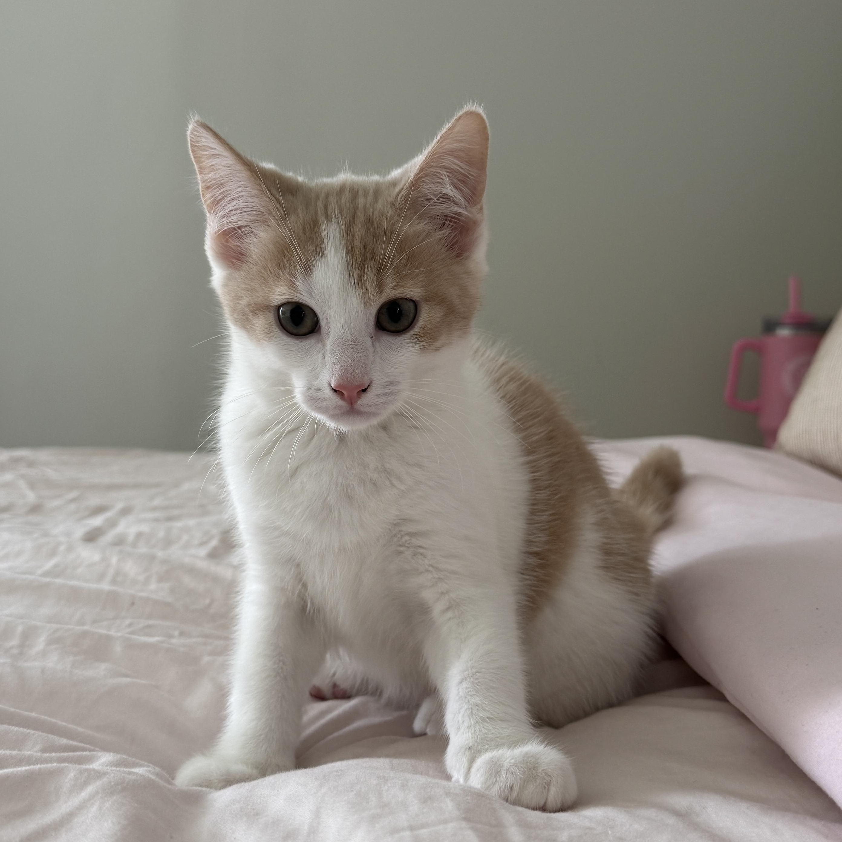 Kitten Donut photo 2