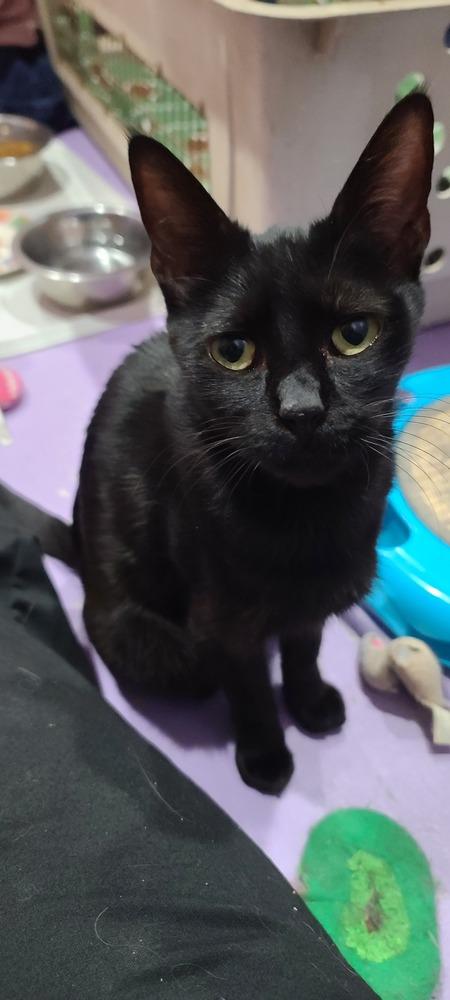 Dahlia Dena, Adoptable, Young Female Domestic Short Hair.