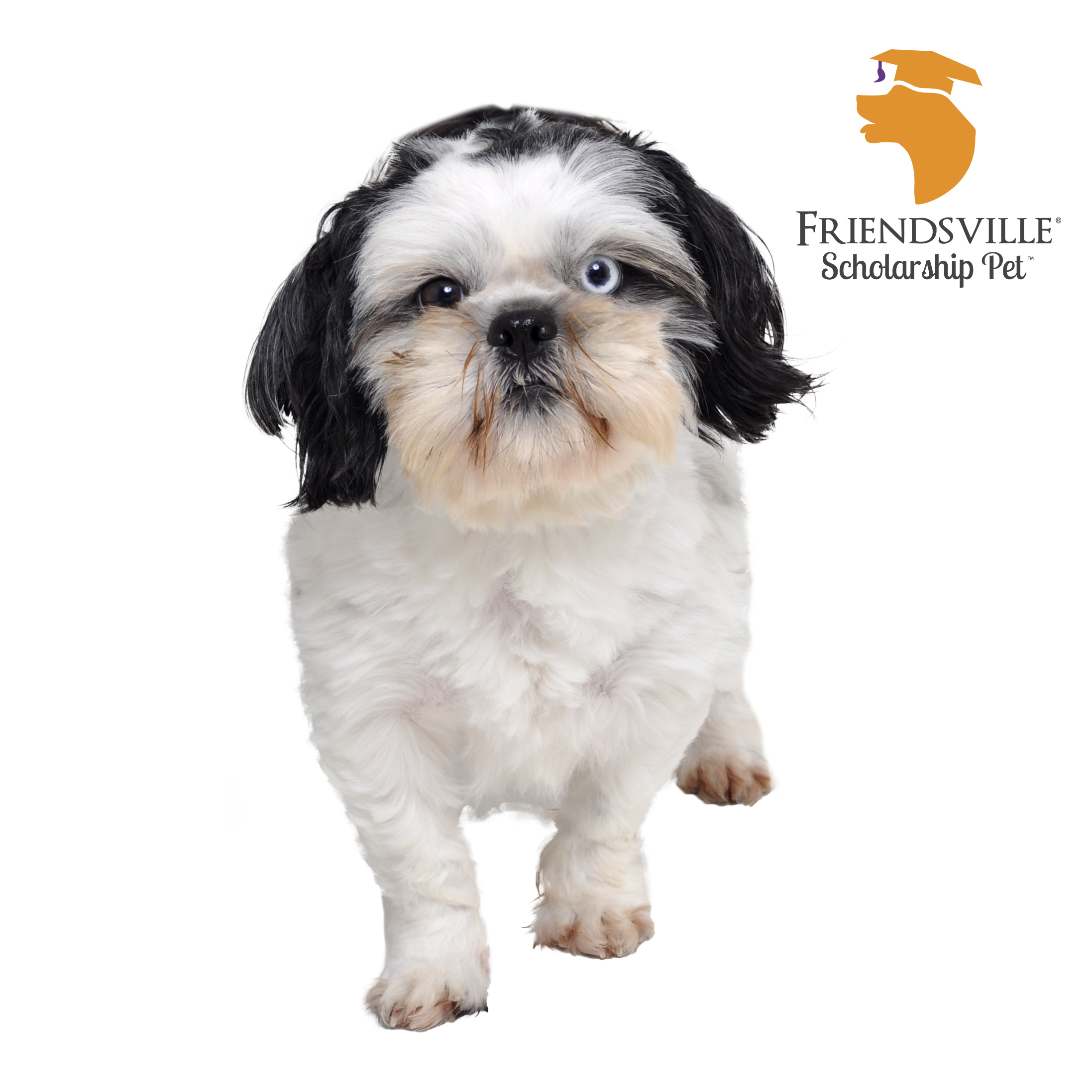 Dog for adoption Orson, a Shih Tzu in Friendsville, TN Petfinder