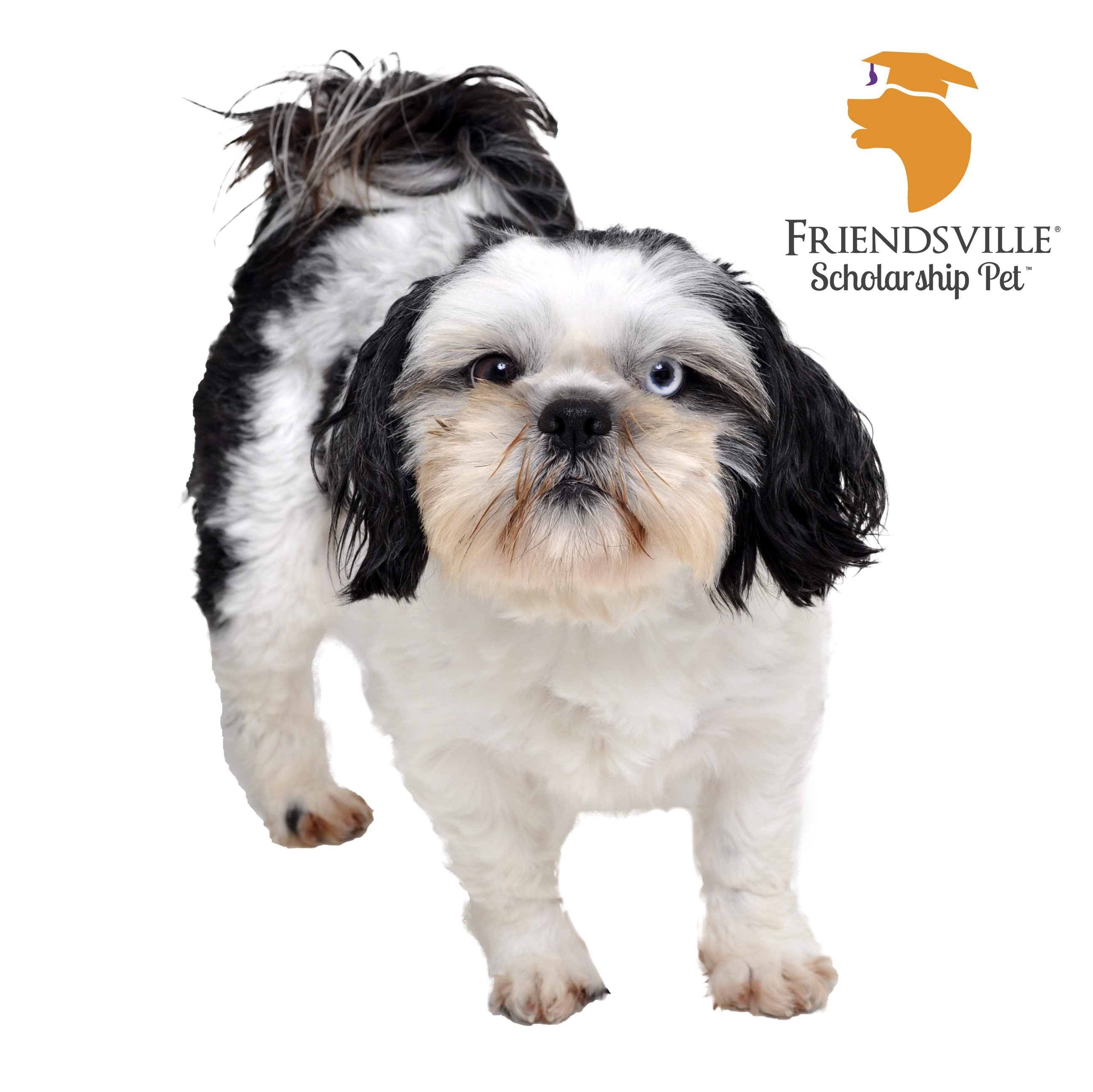 Dog for adoption Orson, a Shih Tzu in Friendsville, TN Petfinder