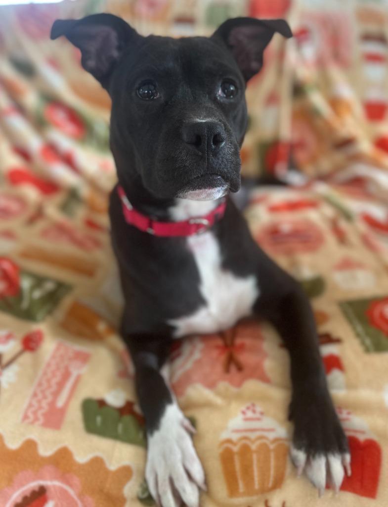 Enlarge Panda, a Adoptable Boxer in Hudson, NY image 2/2