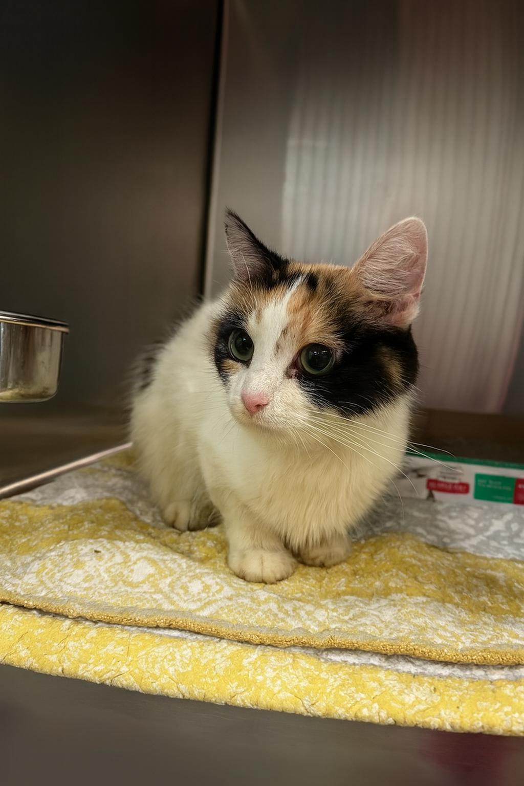 Tori, Adoptable, Adult Female Domestic Medium Hair.