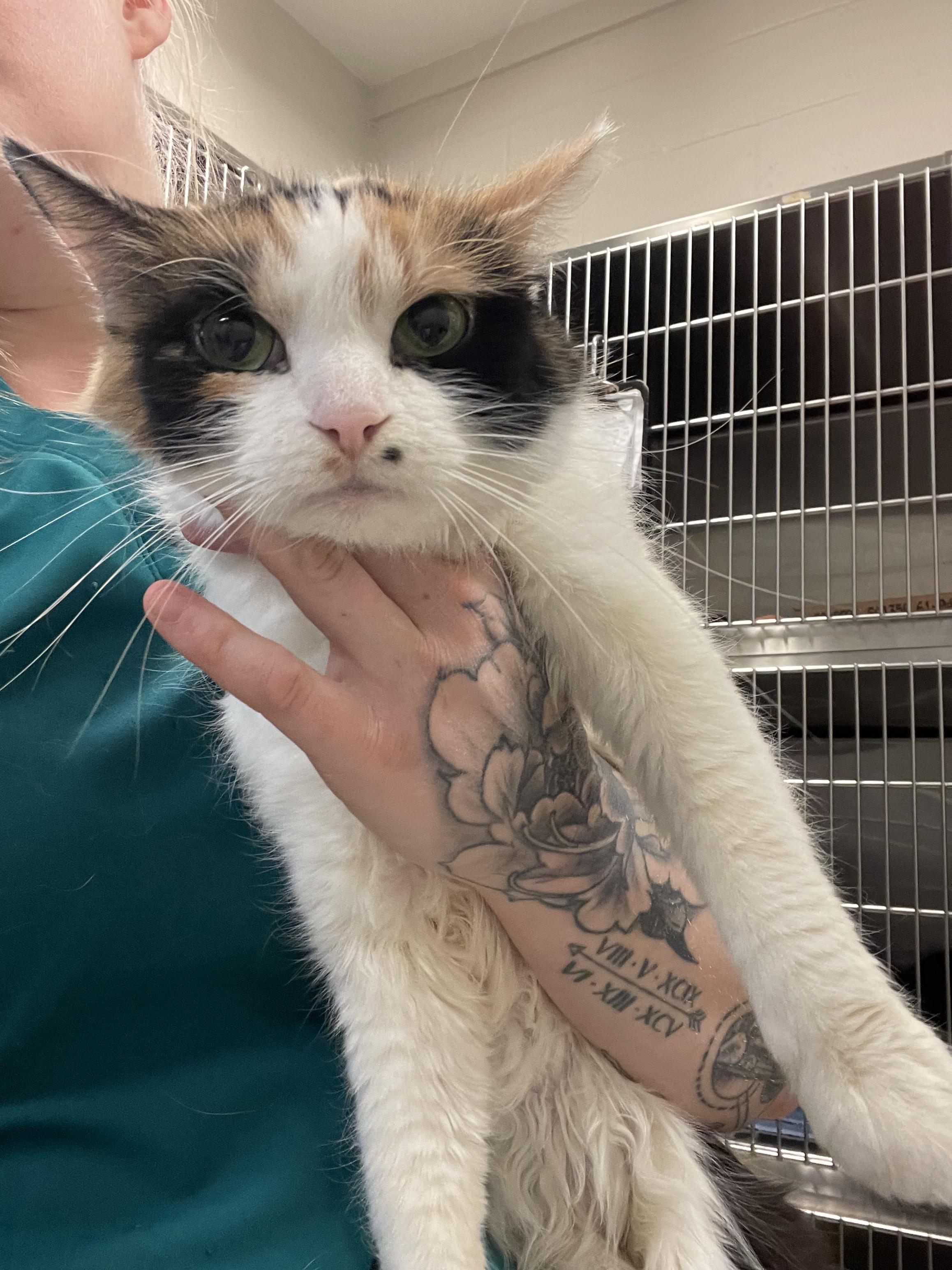 Enlarge Tori, a Adoptable Domestic Medium Hair in Saint Charles, MO image 2/2