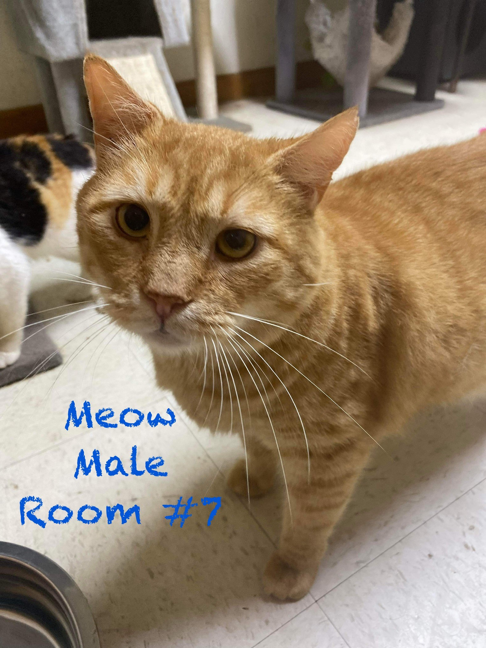 Meow, an adoptable Tabby in Elloree, SC, 29047 | Photo Image 1