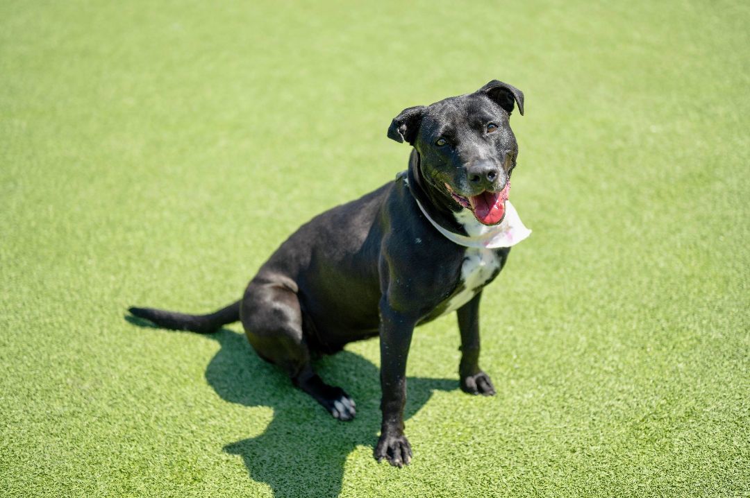 Chica - HOUSTON FOSTER NEEDED, a Adoptable Pit Bull Terrier in Houston, TX image 4/5