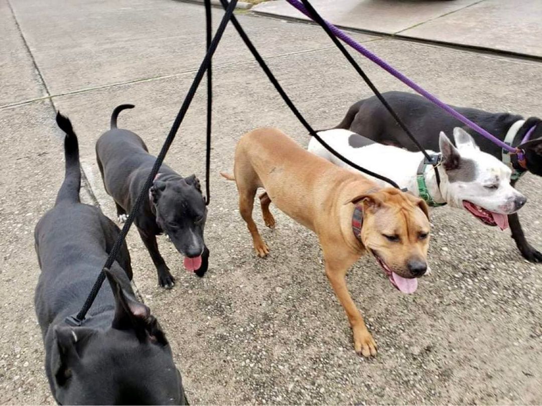 Chica - HOUSTON FOSTER NEEDED, a Adoptable Pit Bull Terrier in Houston, TX image 5/5