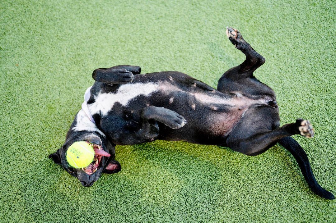 Chica - HOUSTON FOSTER NEEDED, a Adoptable Pit Bull Terrier in Houston, TX image 3/5