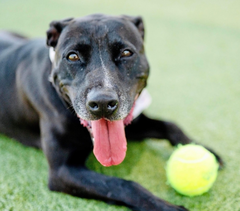 Chica - HOUSTON FOSTER NEEDED, Adoptable, Senior Female Pit Bull Terrier.