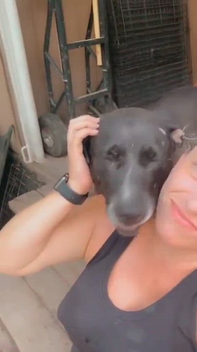 Enlarge Chica - HOUSTON FOSTER NEEDED, a Adoptable Pit Bull Terrier in Houston, TX video 2/5