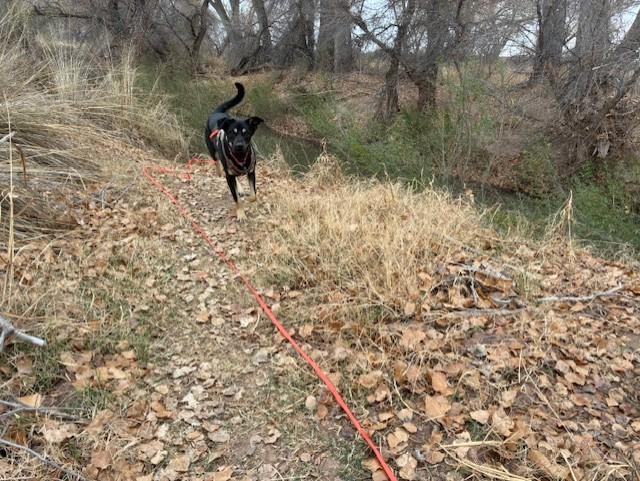 Shower, Adoptable, Adult Male Shepherd.