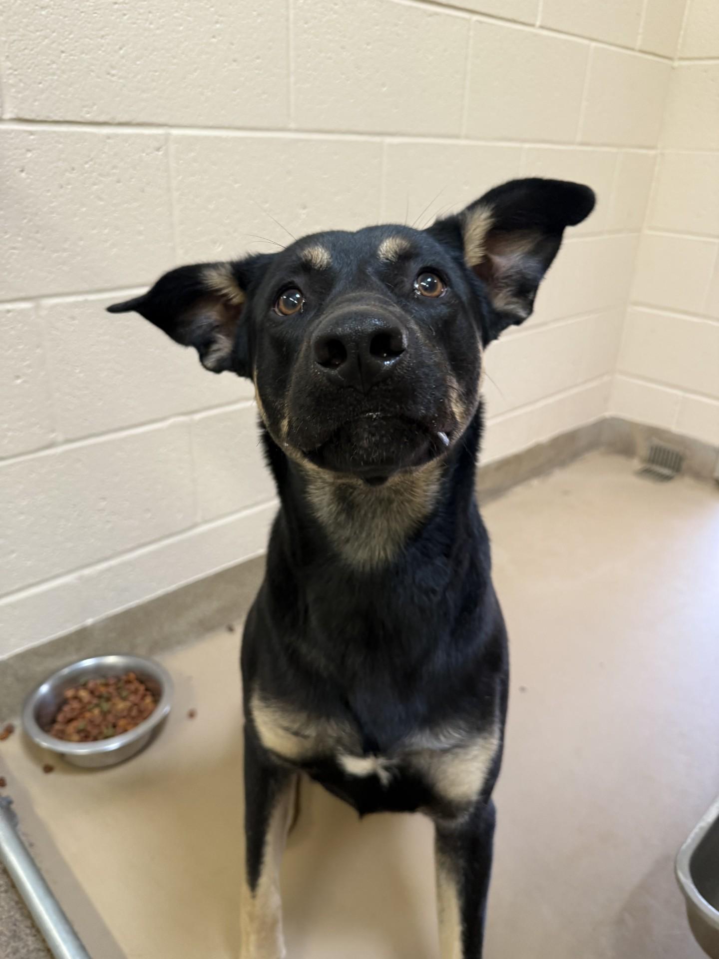 Shower, Adoptable, Adult Male Shepherd.