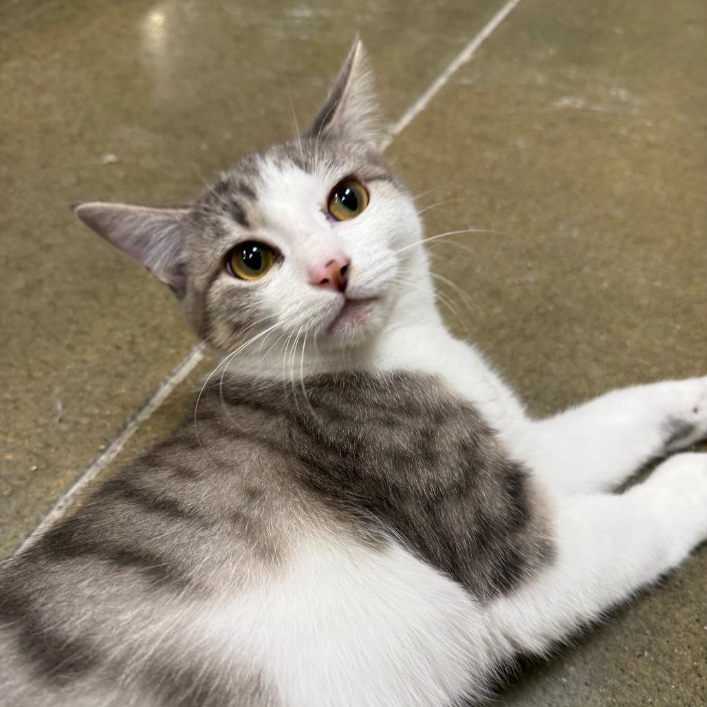 Enlarge Toby, a Adoptable Domestic Short Hair in Overland Park, KS image 2/6