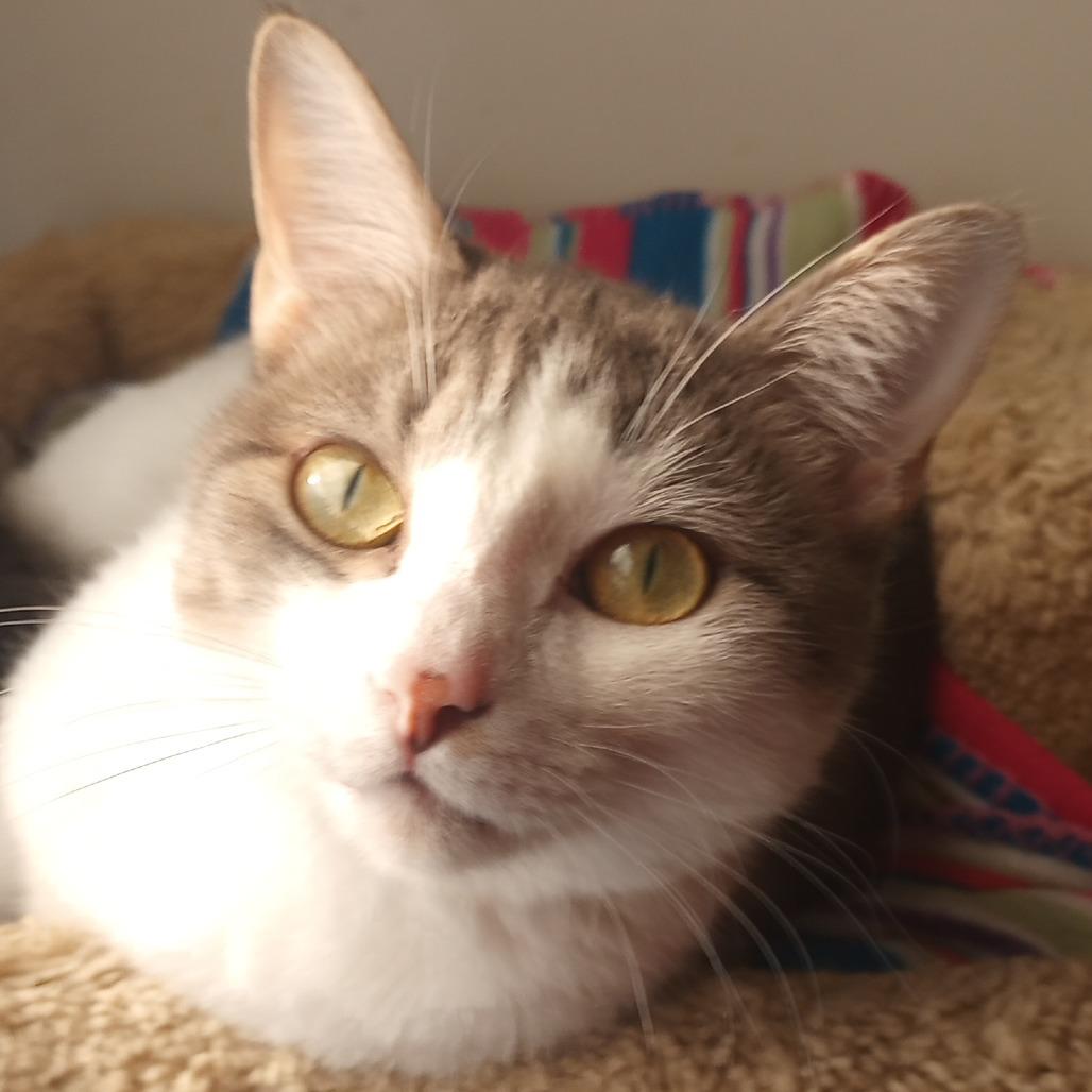 Enlarge Toby, a Adoptable Domestic Short Hair in Overland Park, KS image 3/6
