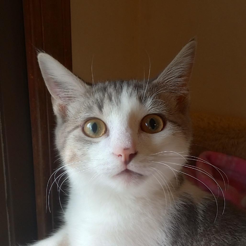 Enlarge Toby, a Adoptable Domestic Short Hair in Overland Park, KS image 6/6