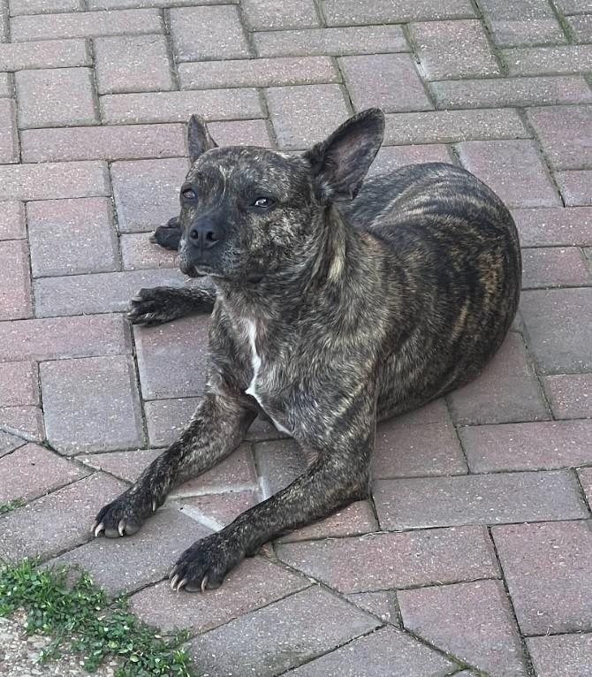 Lilo, an adoptable Boston Terrier, French Bulldog in Green River, UT, 84525 | Photo Image 3