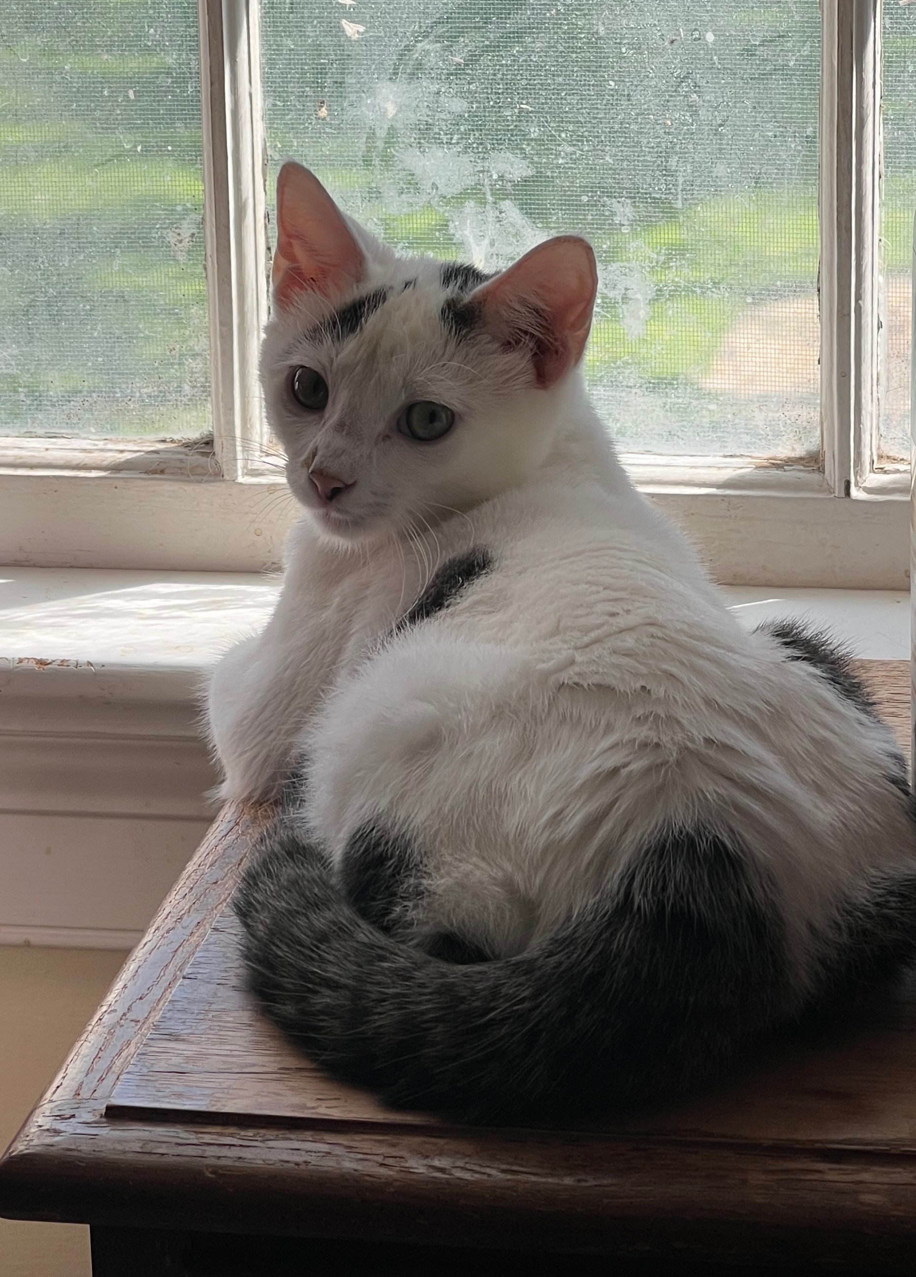 Enlarge Starbuck, a Adoptable Domestic Short Hair in Federalsburg, MD image 3/6