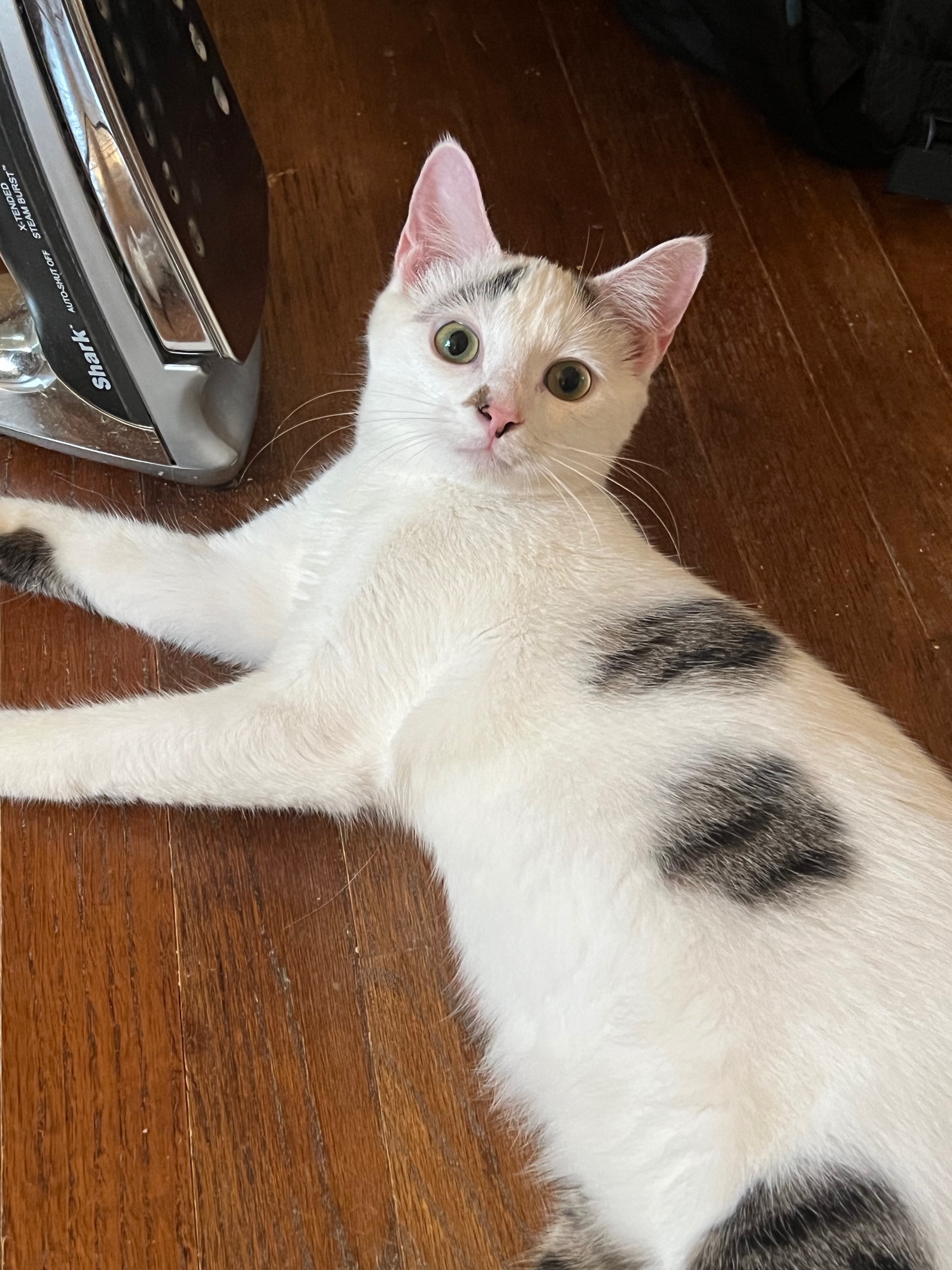 Enlarge Starbuck, a Adoptable Domestic Short Hair in Federalsburg, MD image 4/6