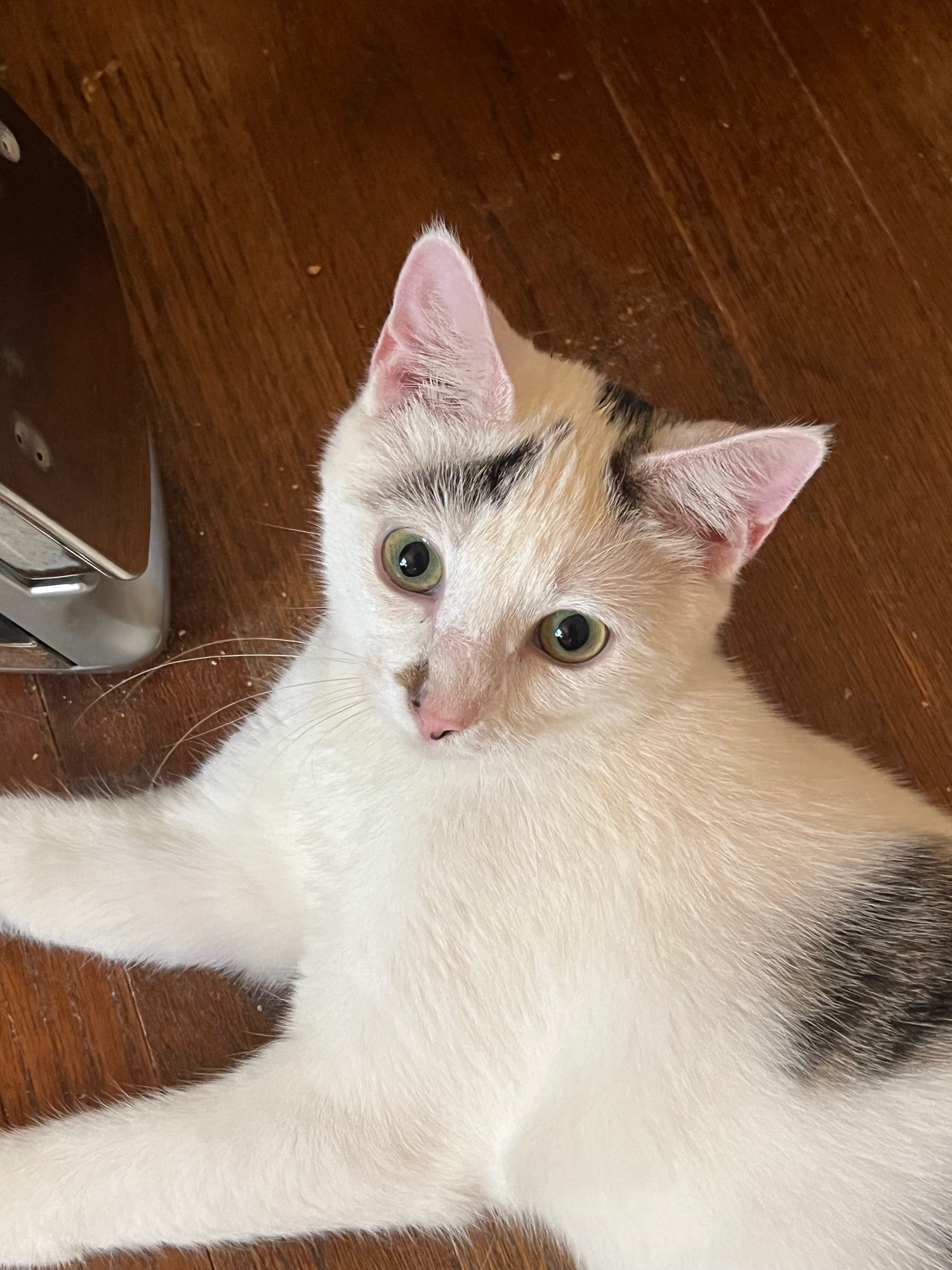 Enlarge Starbuck, a Adoptable Domestic Short Hair in Federalsburg, MD image 2/6