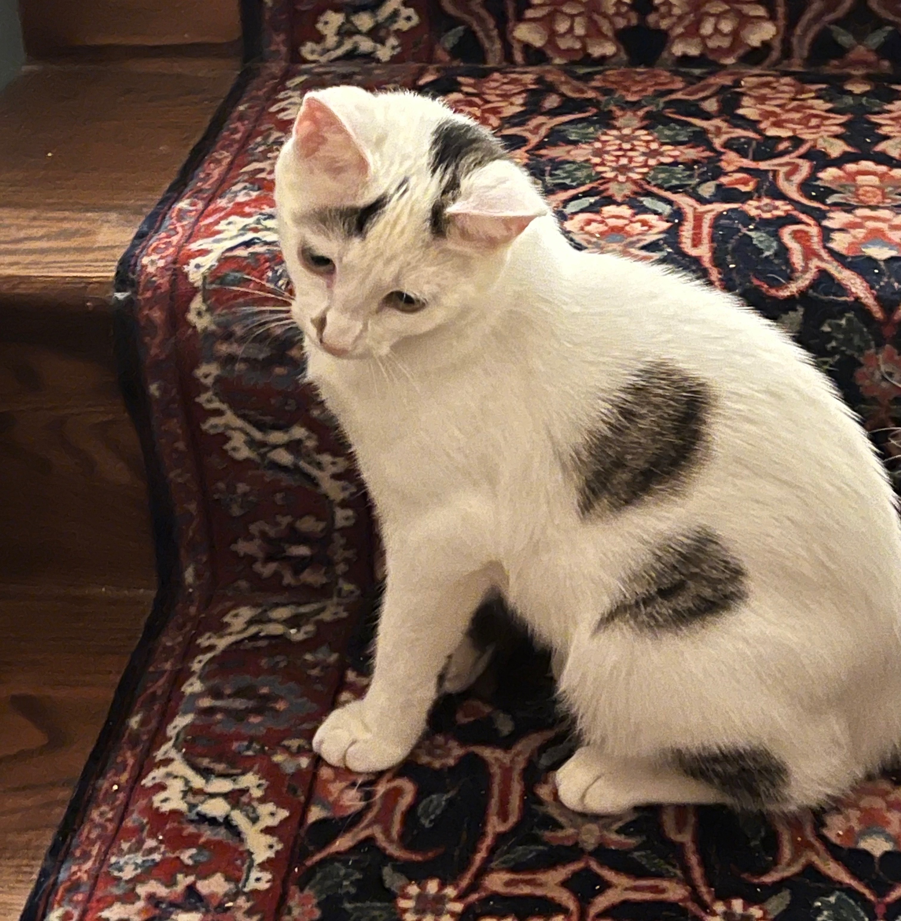 Starbuck, Adoptable, Adult Male Domestic Short Hair.