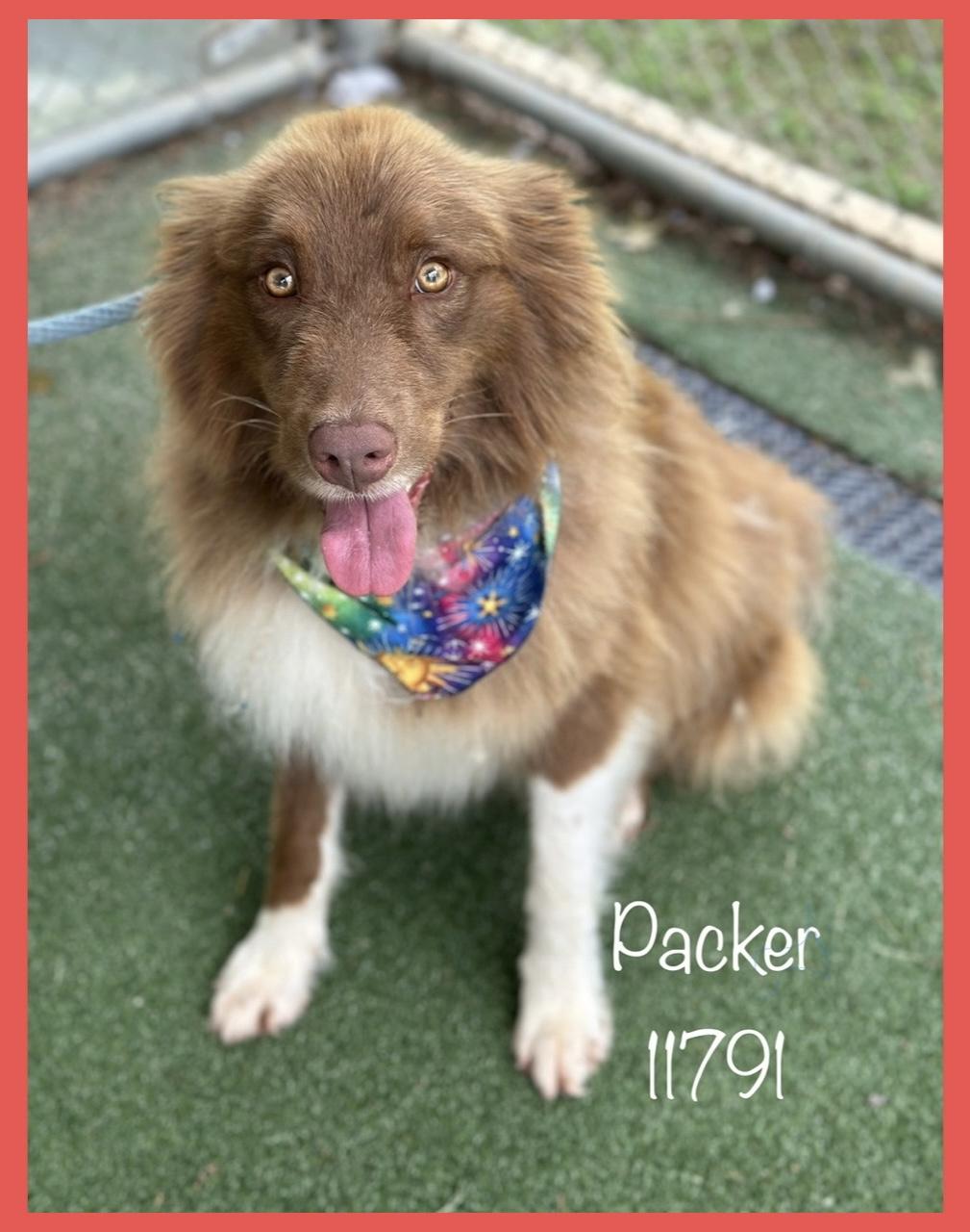 PACKER Australian Shepherd Dog