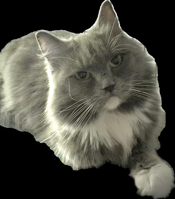 Natia (Bonded with Cococreme), adopted, Young Female Domestic Long Hair & Persian.