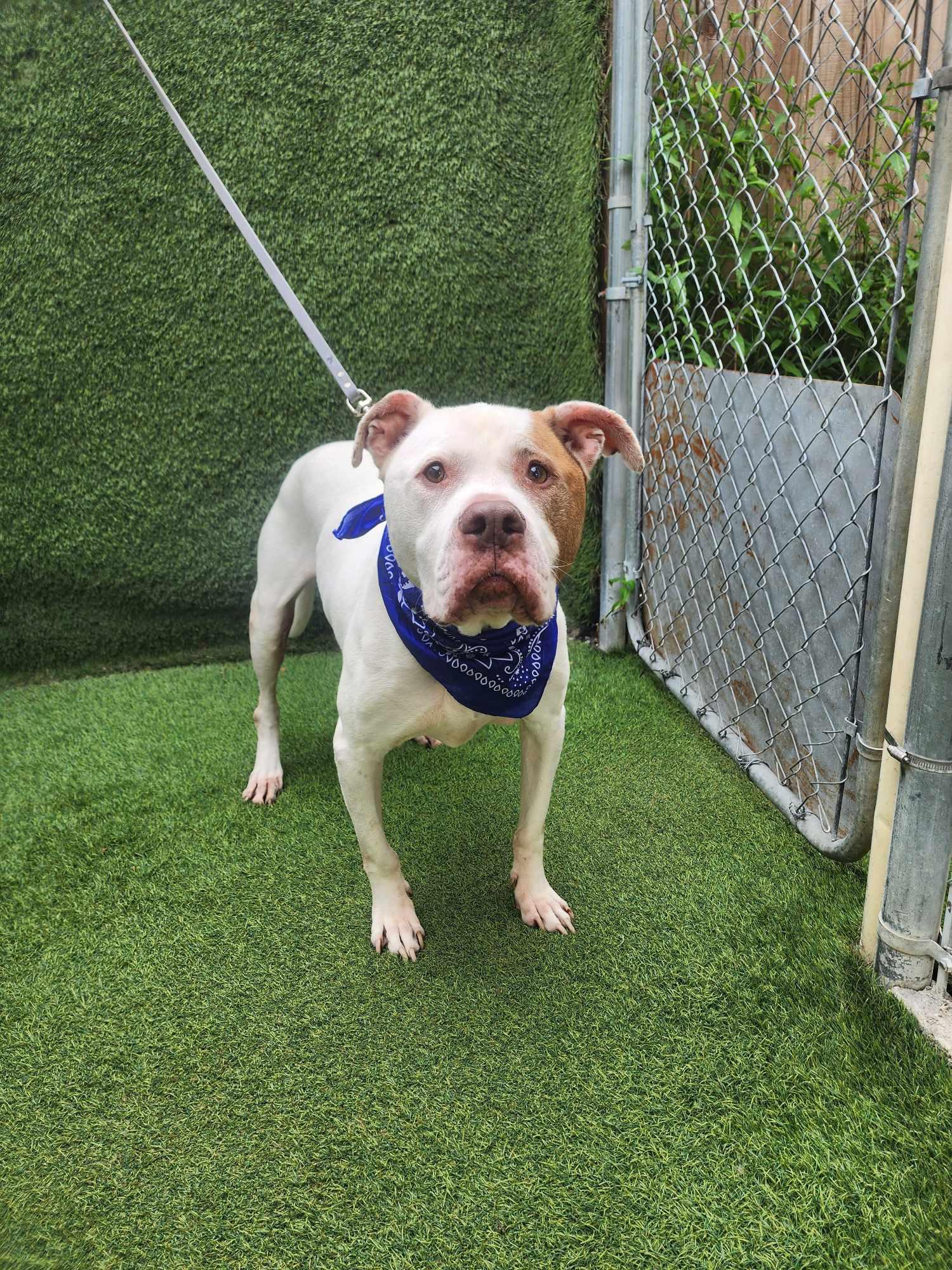 Tank — thumbnail 4