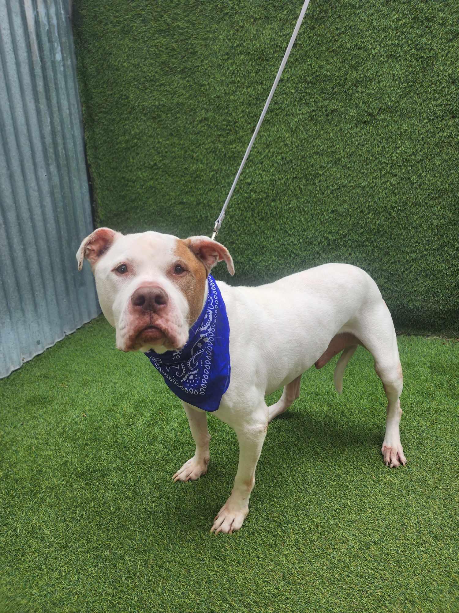 Tank — thumbnail 5