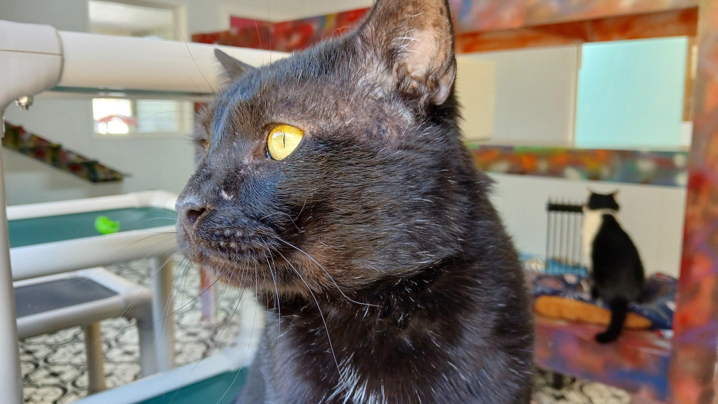 Enlarge Lenny (FIV+), a ADOPTABLE Domestic Short Hair in Cullowhee, NC image 2/6