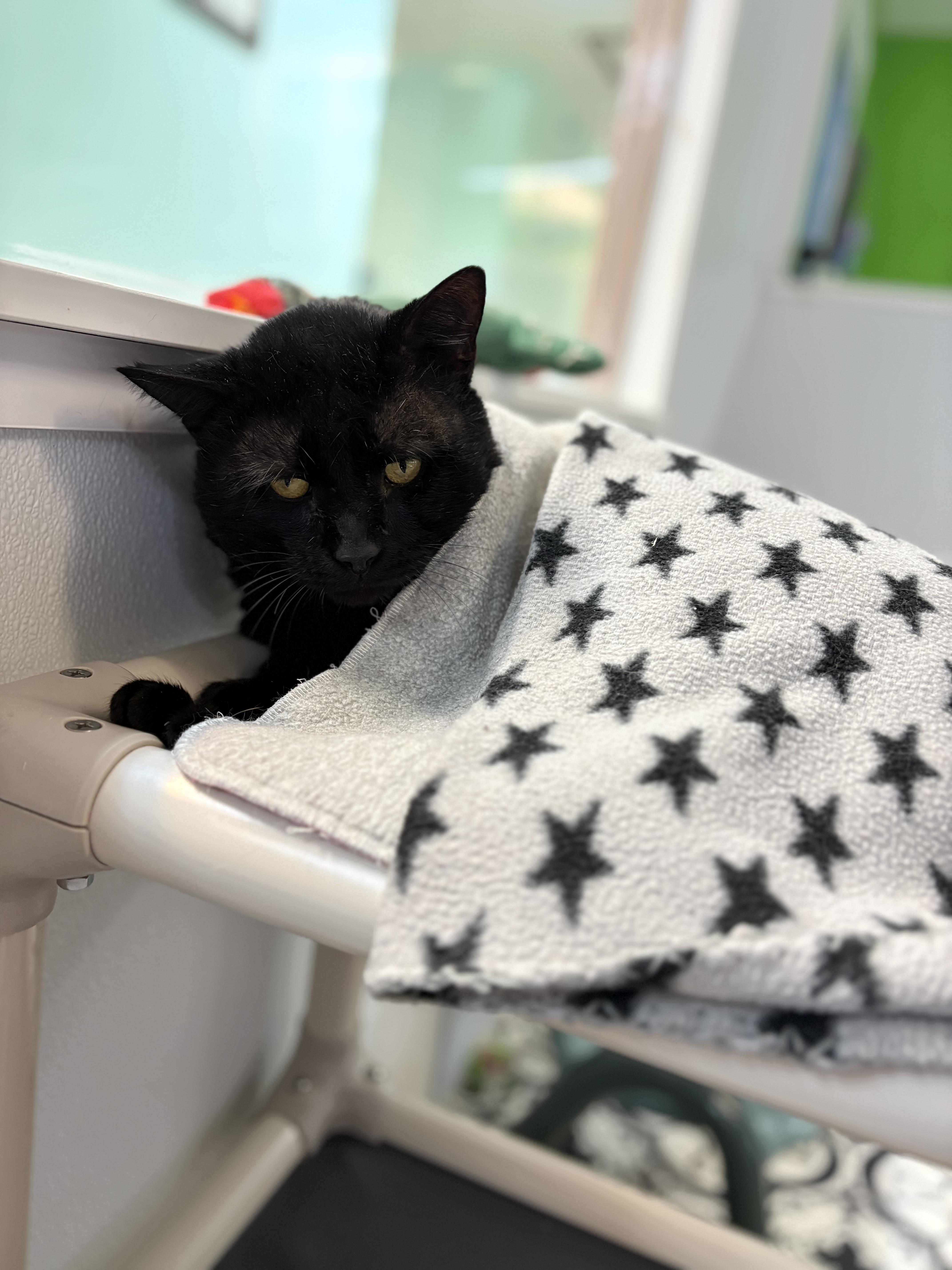 Lenny (FIV+), ADOPTABLE, Adult Male Domestic Short Hair.