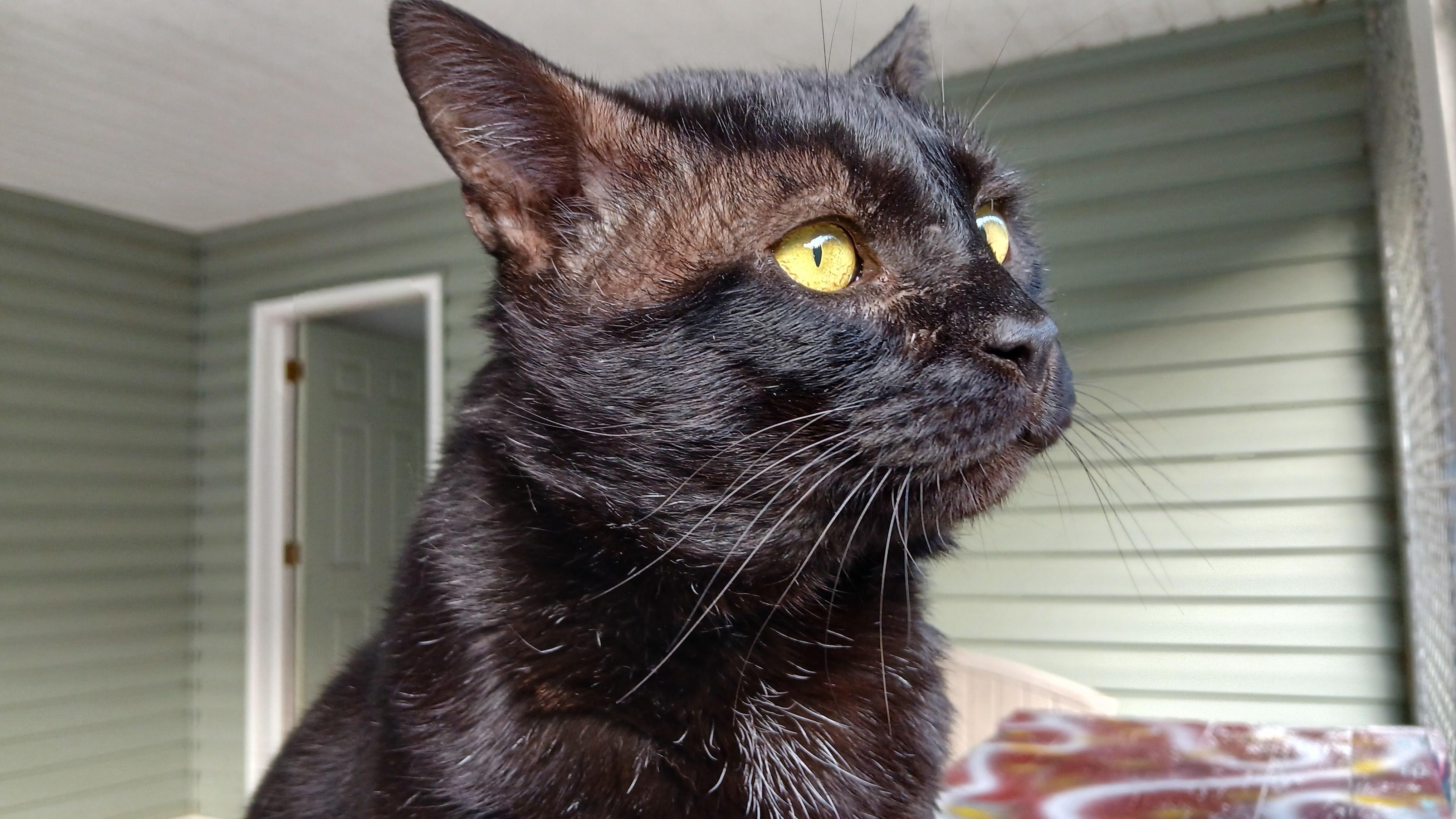 Lenny (FIV+), ADOPTABLE, Adult Male Domestic Short Hair.