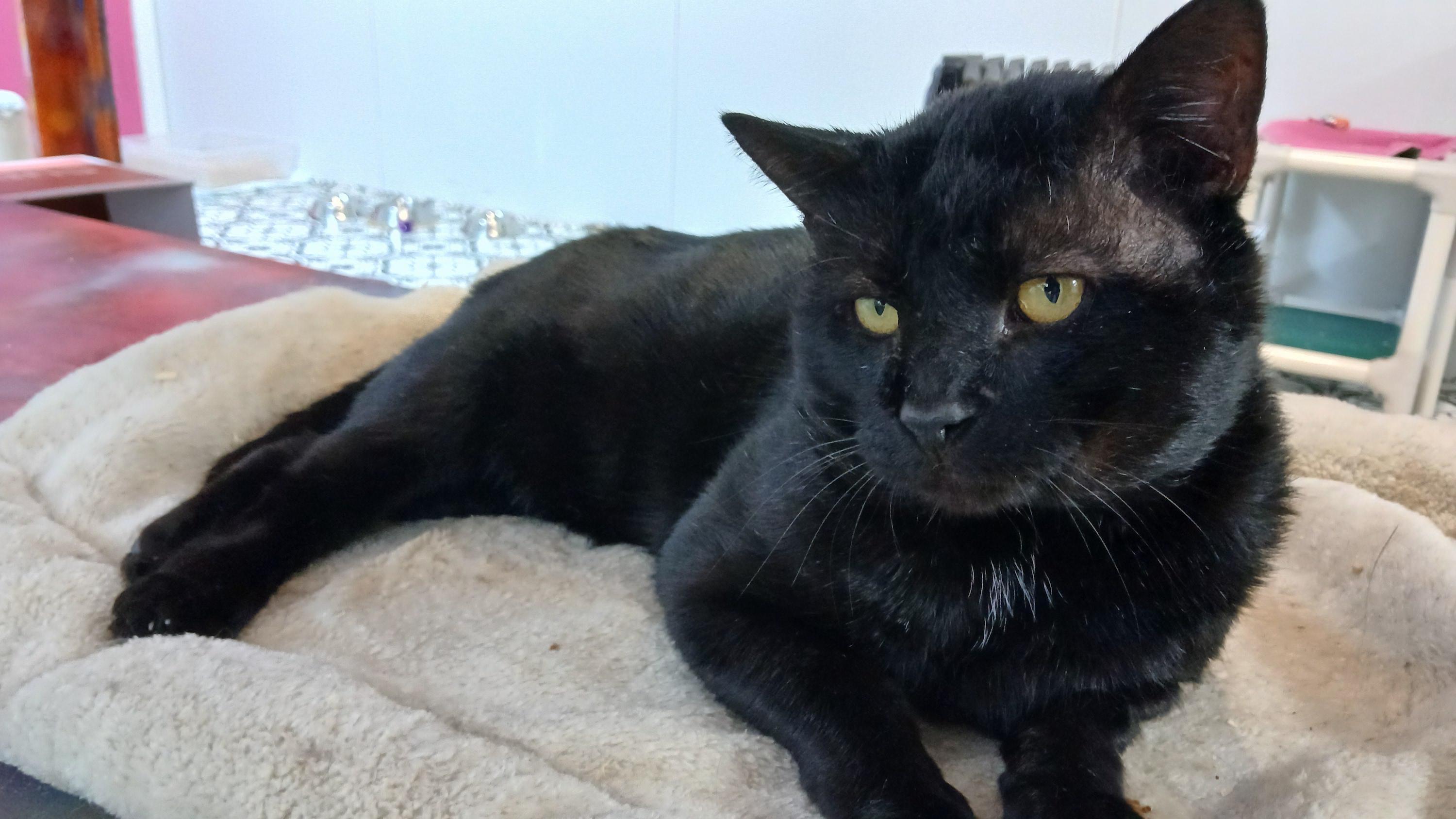 Enlarge Lenny (FIV+), a ADOPTABLE Domestic Short Hair in Cullowhee, NC image 5/6