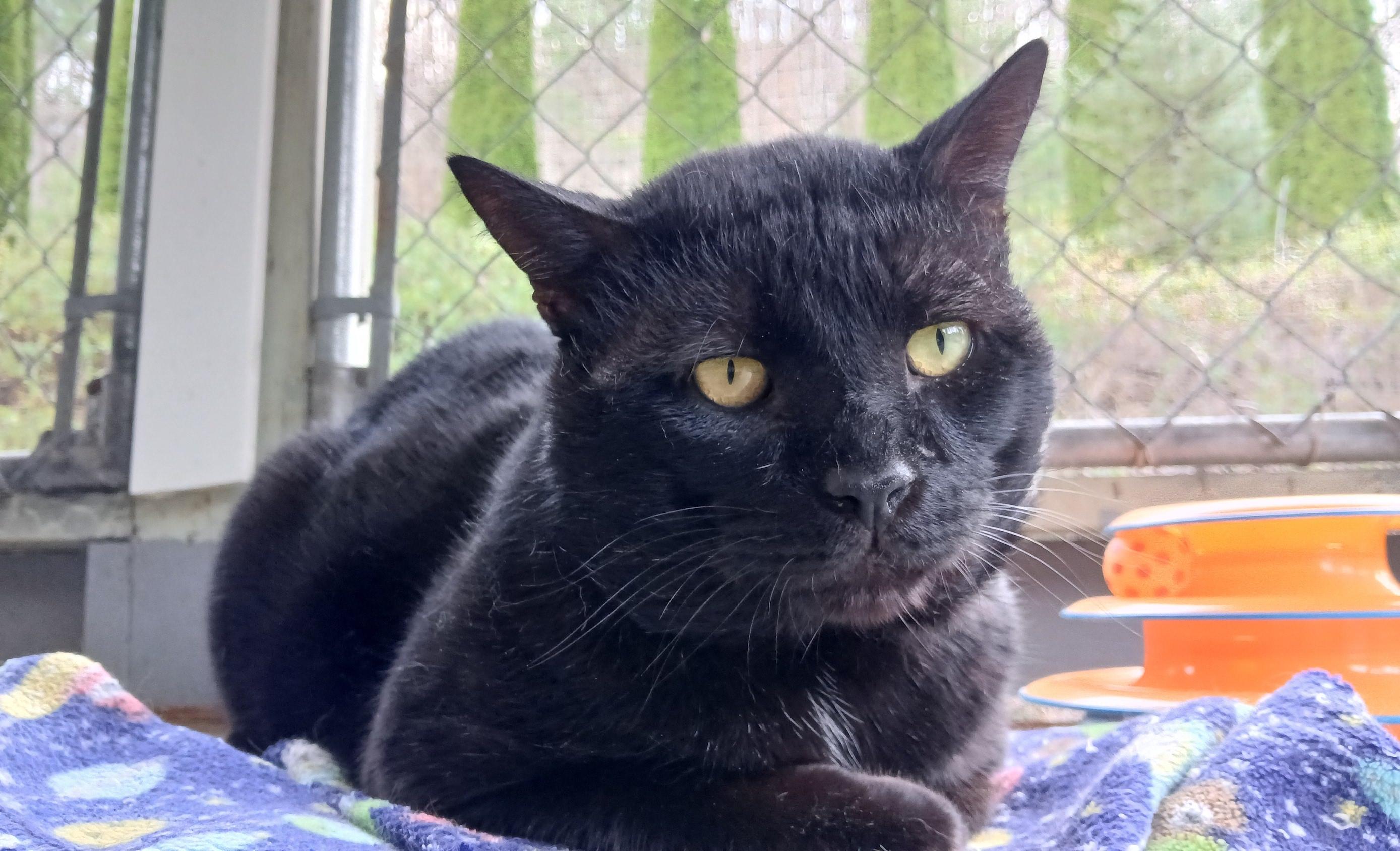 Lenny (FIV+), ADOPTABLE, Adult Male Domestic Short Hair.