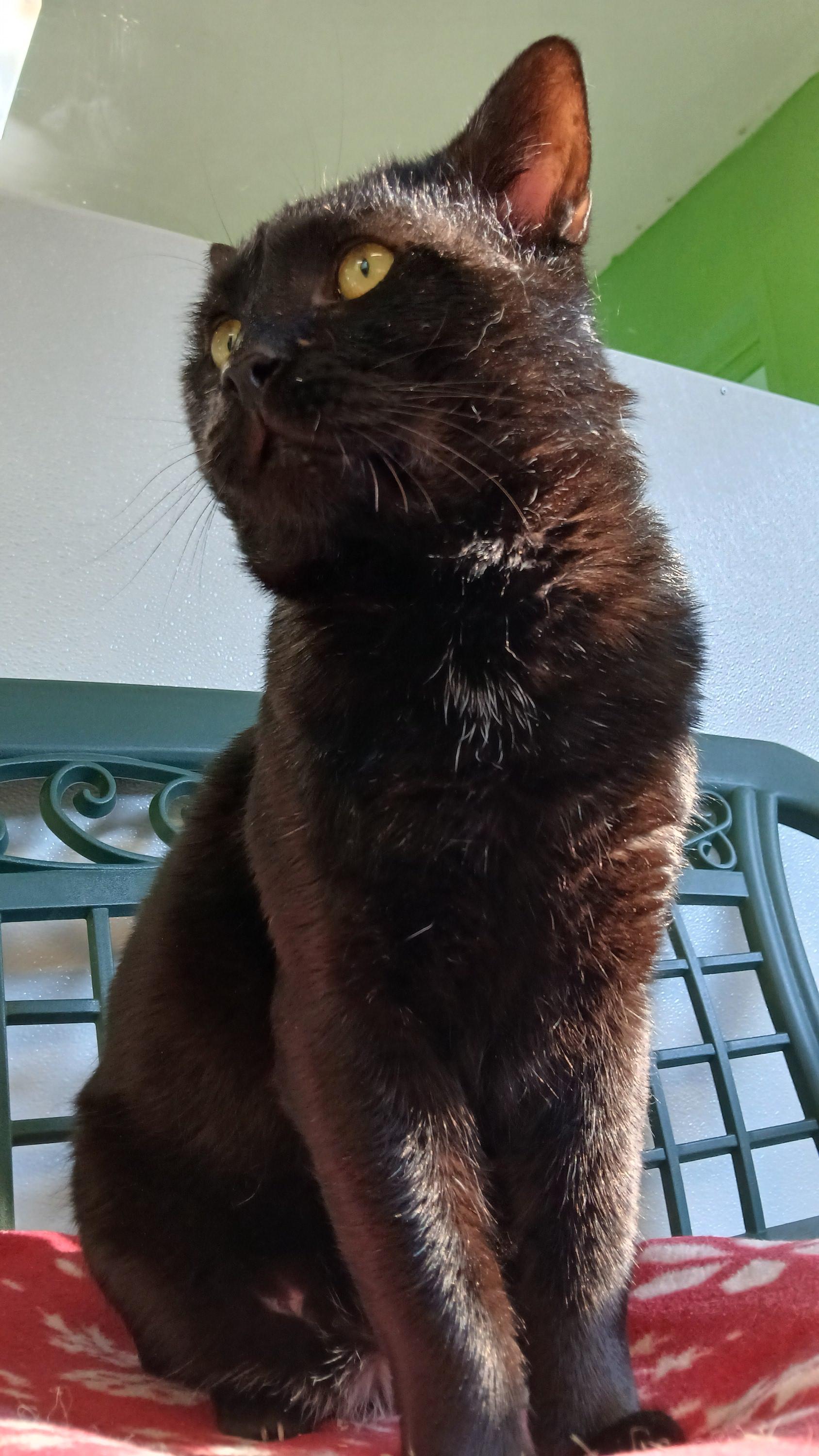 Enlarge Lenny (FIV+), a ADOPTABLE Domestic Short Hair in Cullowhee, NC image 4/6