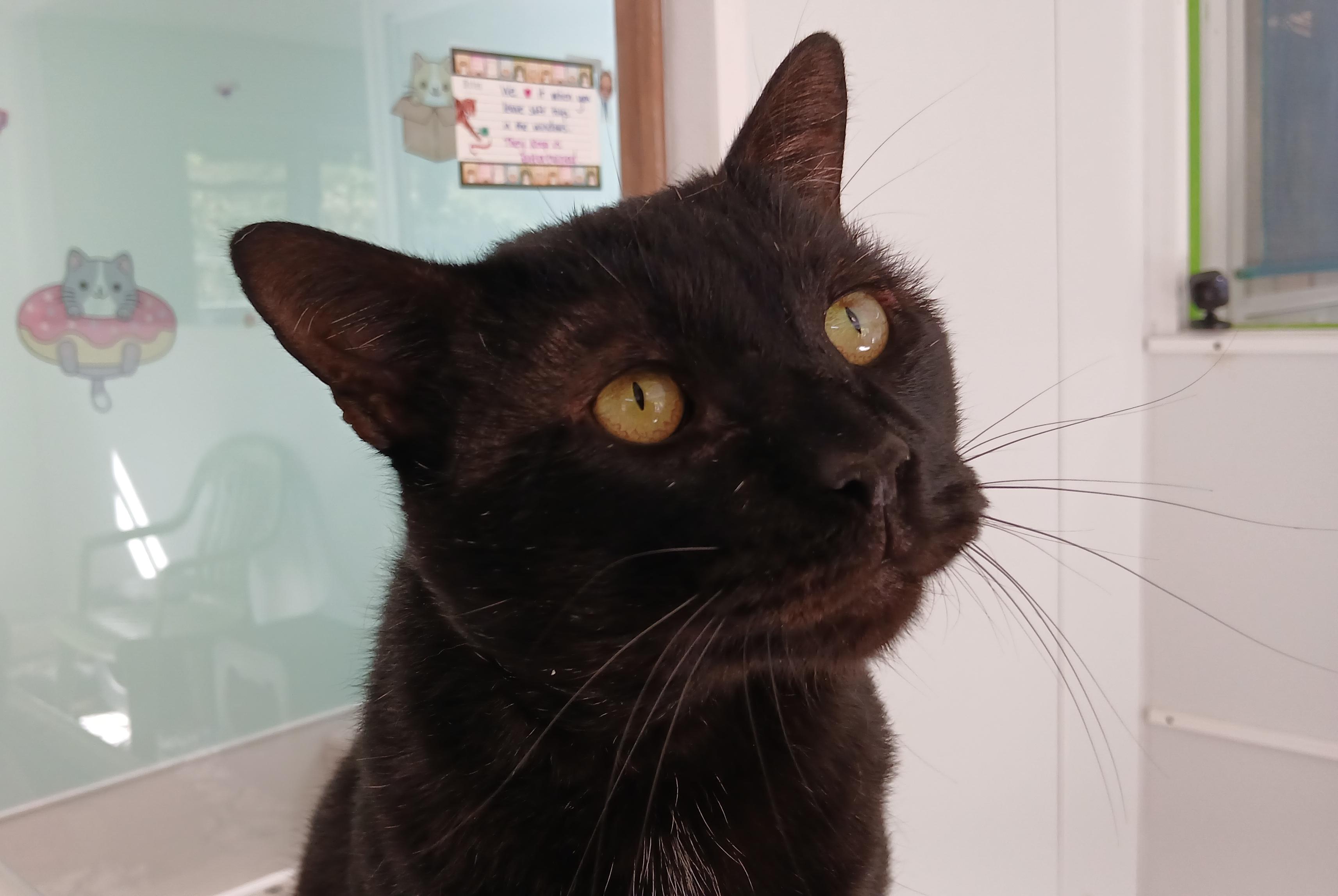 Lenny (FIV+), ADOPTABLE, Adult Male Domestic Short Hair.
