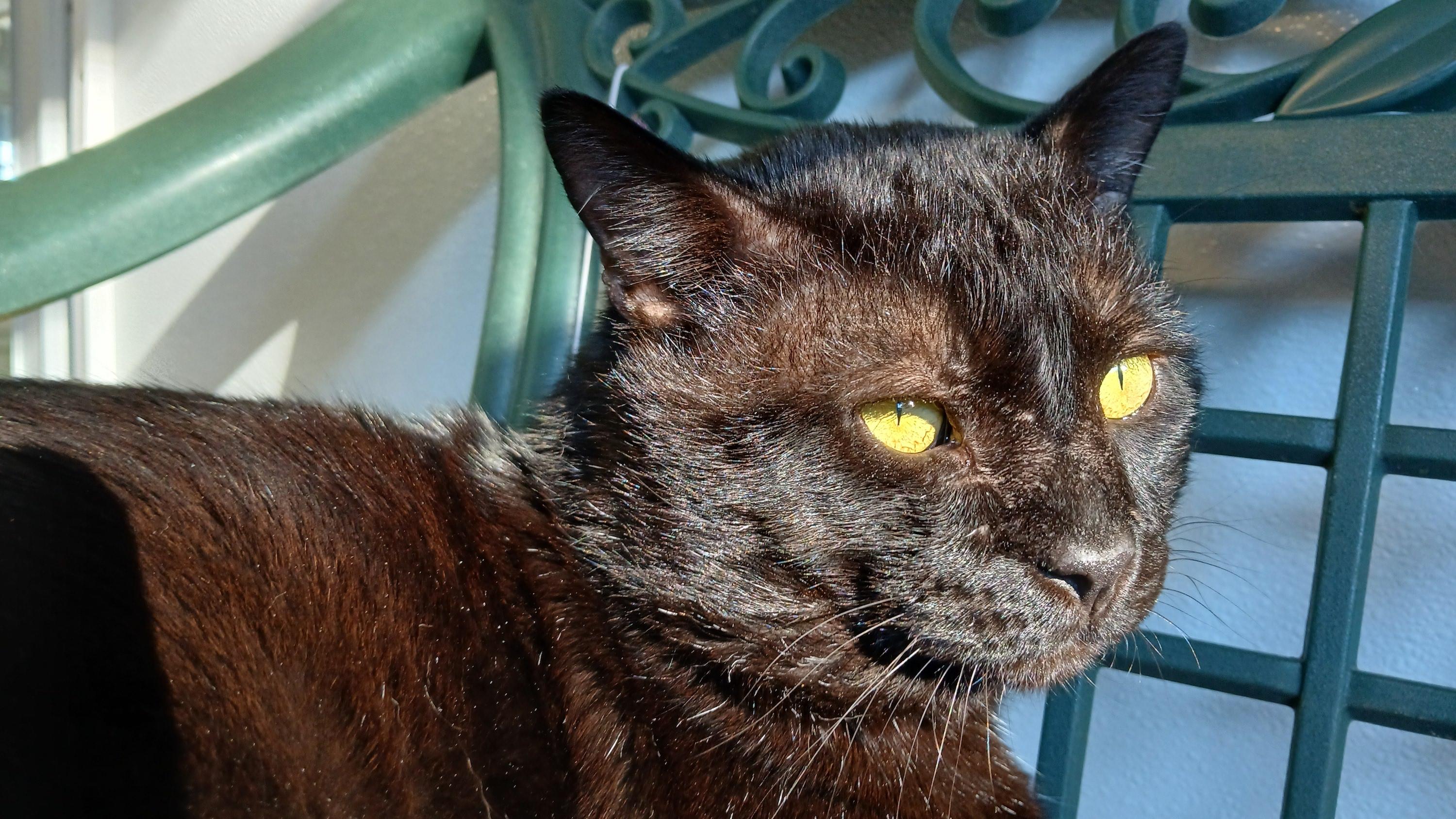 Enlarge Lenny (FIV+), a ADOPTABLE Domestic Short Hair in Cullowhee, NC image 6/6