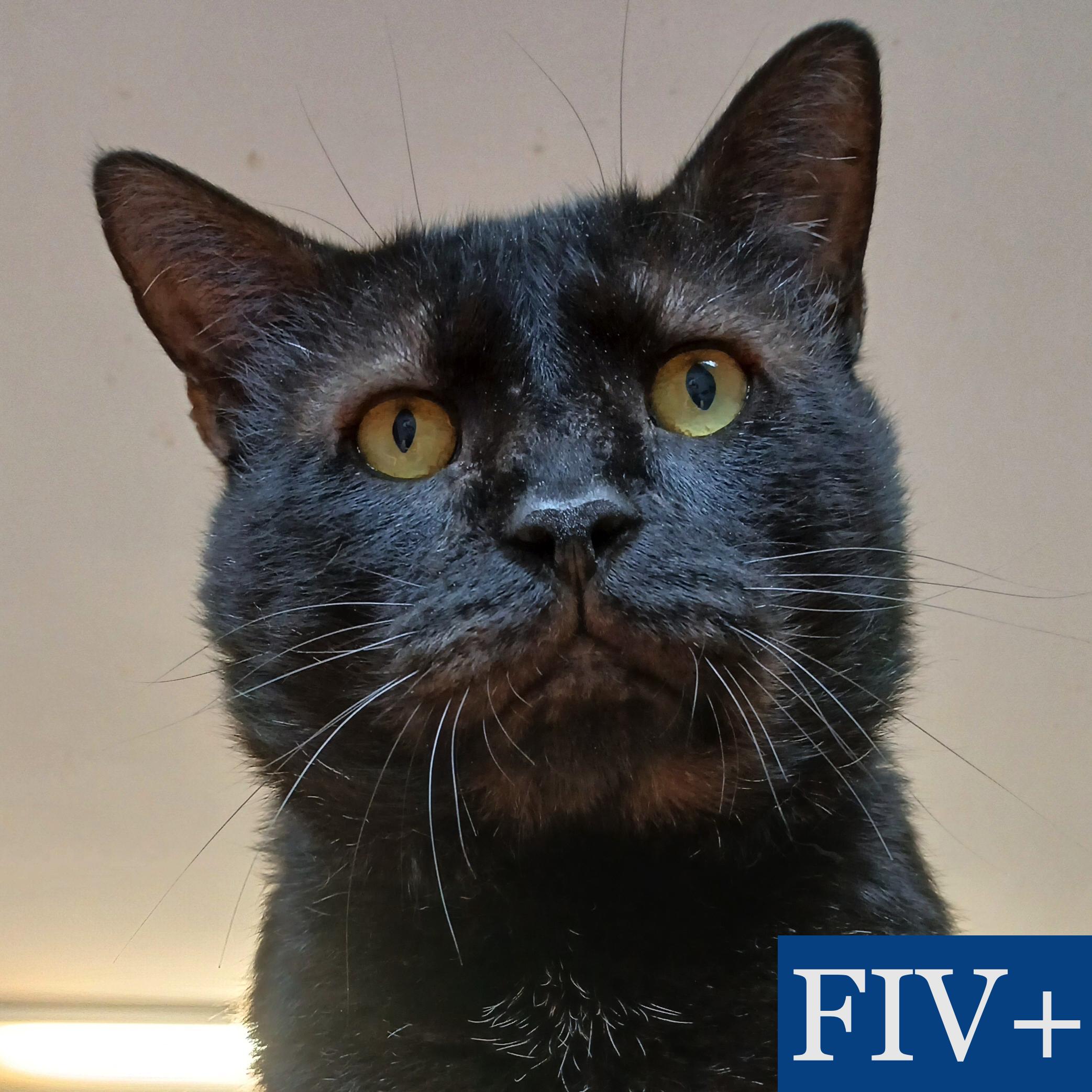 Lenny, ADOPTABLE, Adult Male Domestic Short Hair.