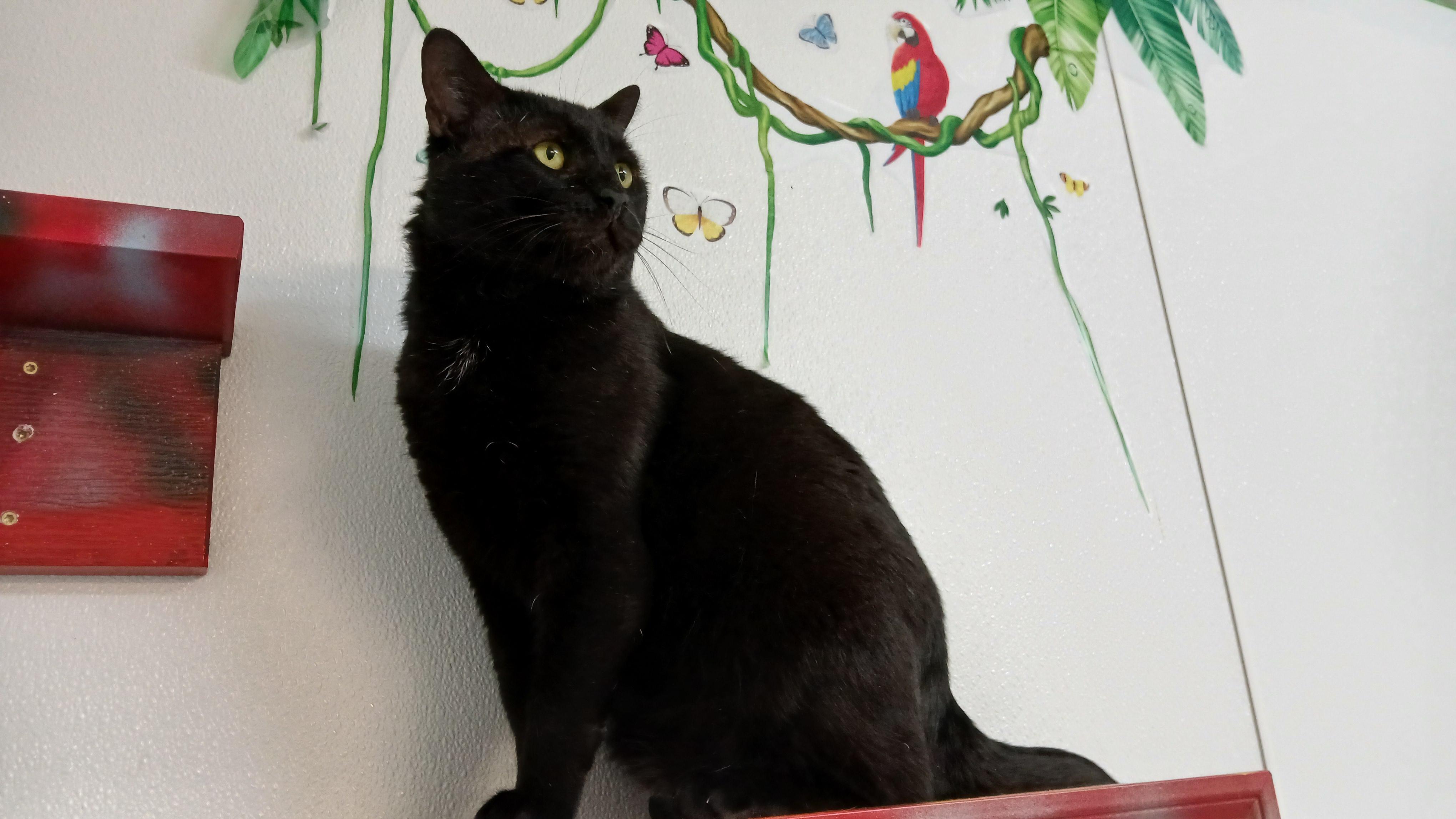 Lenny (FIV+), a ADOPTABLE Domestic Short Hair in Cullowhee, NC image 6/6