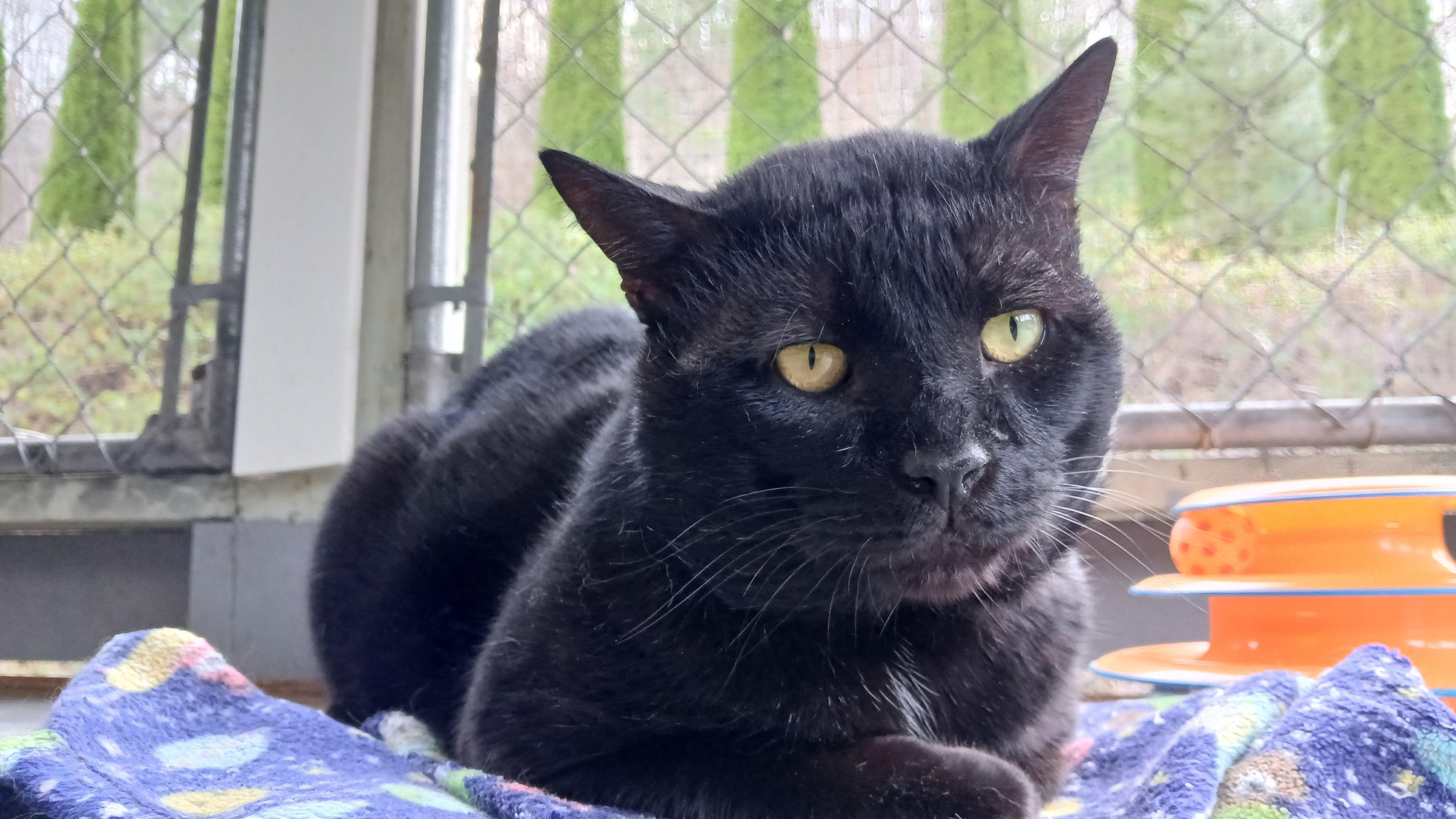 Enlarge Lenny (FIV+), a ADOPTABLE Domestic Short Hair in Cullowhee, NC image 5/6