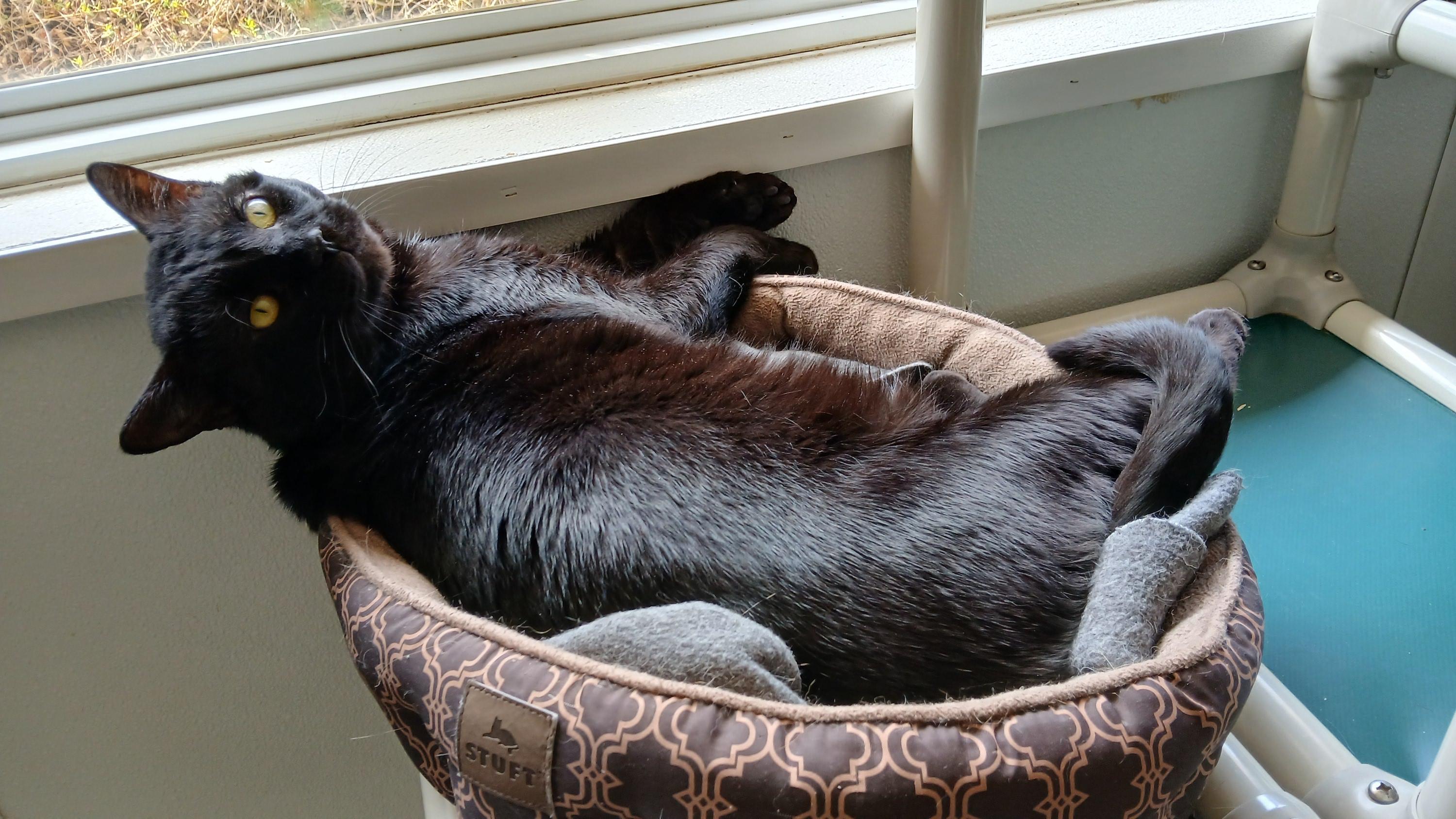 Enlarge Lenny (FIV+), a ADOPTABLE Domestic Short Hair in Cullowhee, NC image 3/6