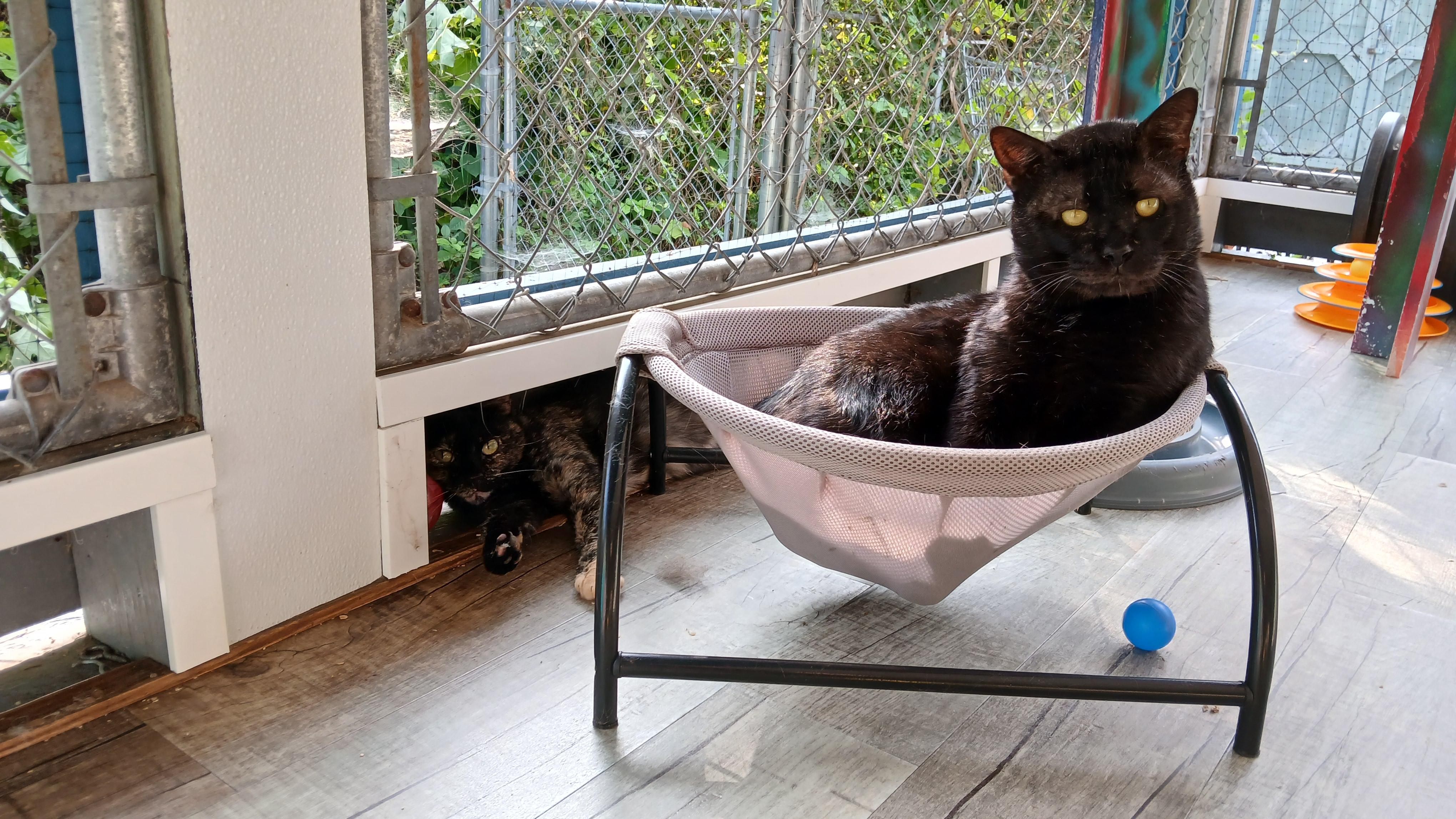 Lenny, a ADOPTABLE Domestic Short Hair in Cullowhee, NC image 4/6