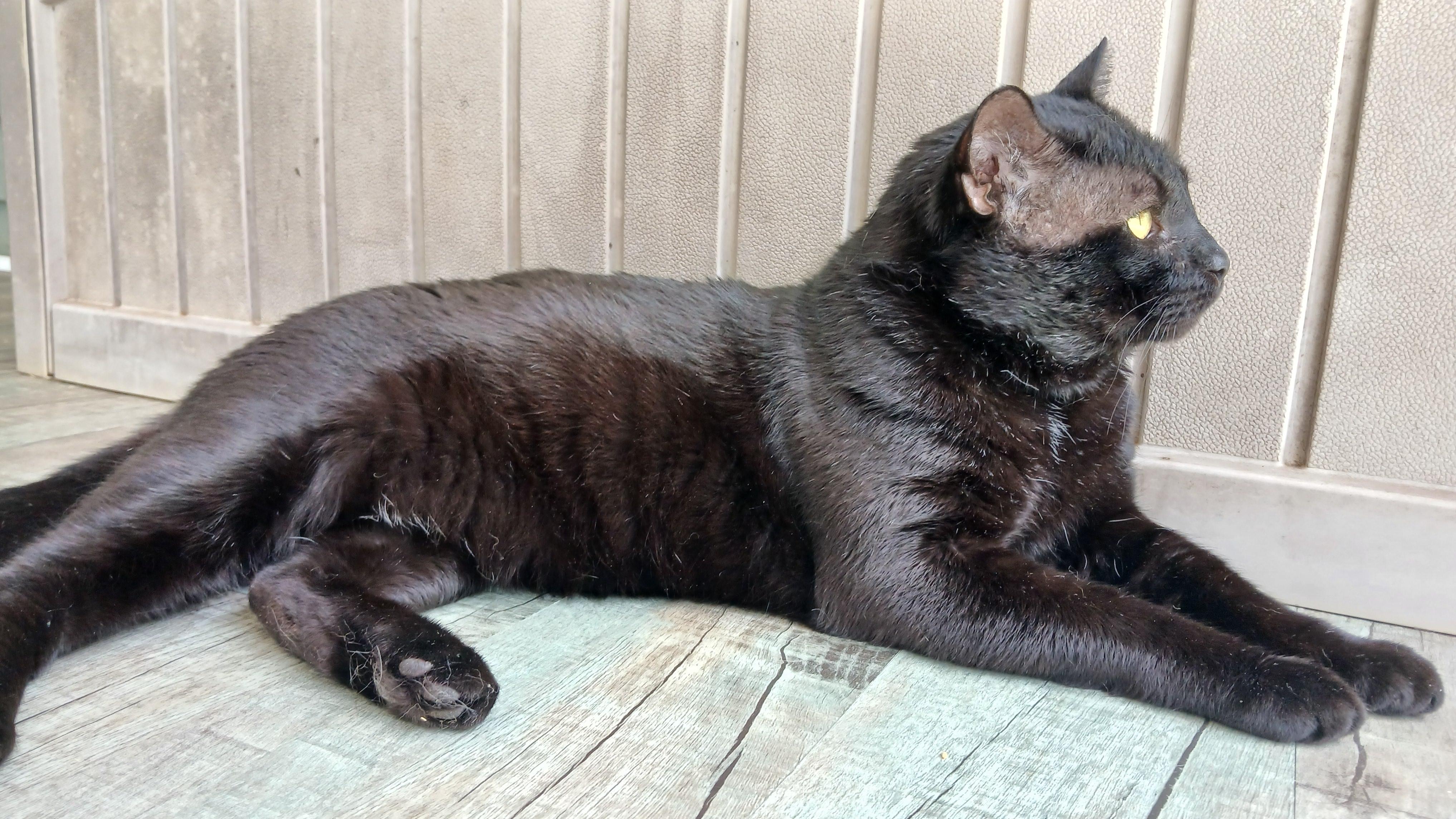 Enlarge Lenny (FIV+), a ADOPTABLE Domestic Short Hair in Cullowhee, NC image 3/6