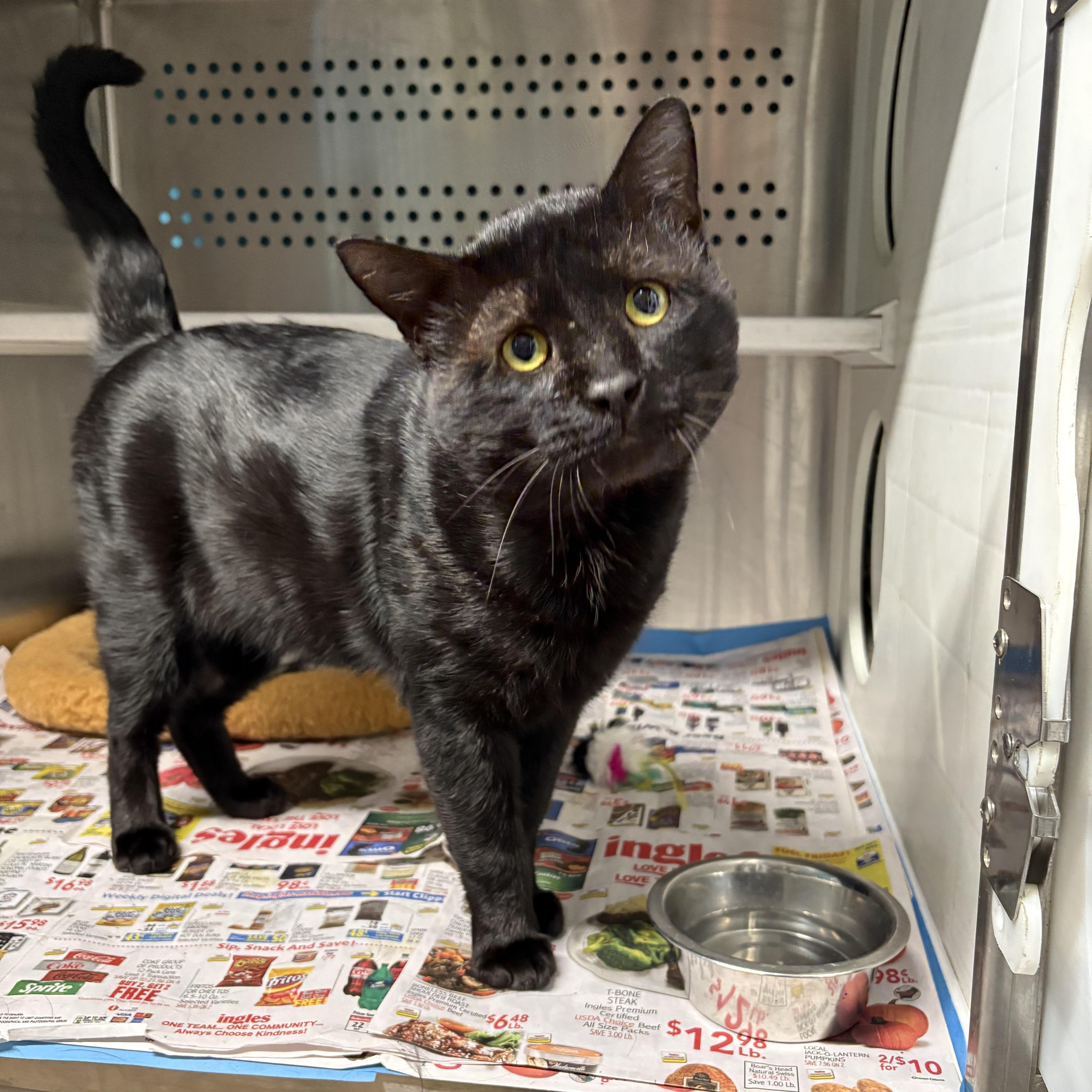 Enlarge Lenny (FIV+), a ADOPTABLE Domestic Short Hair in Cullowhee, NC image 2/2