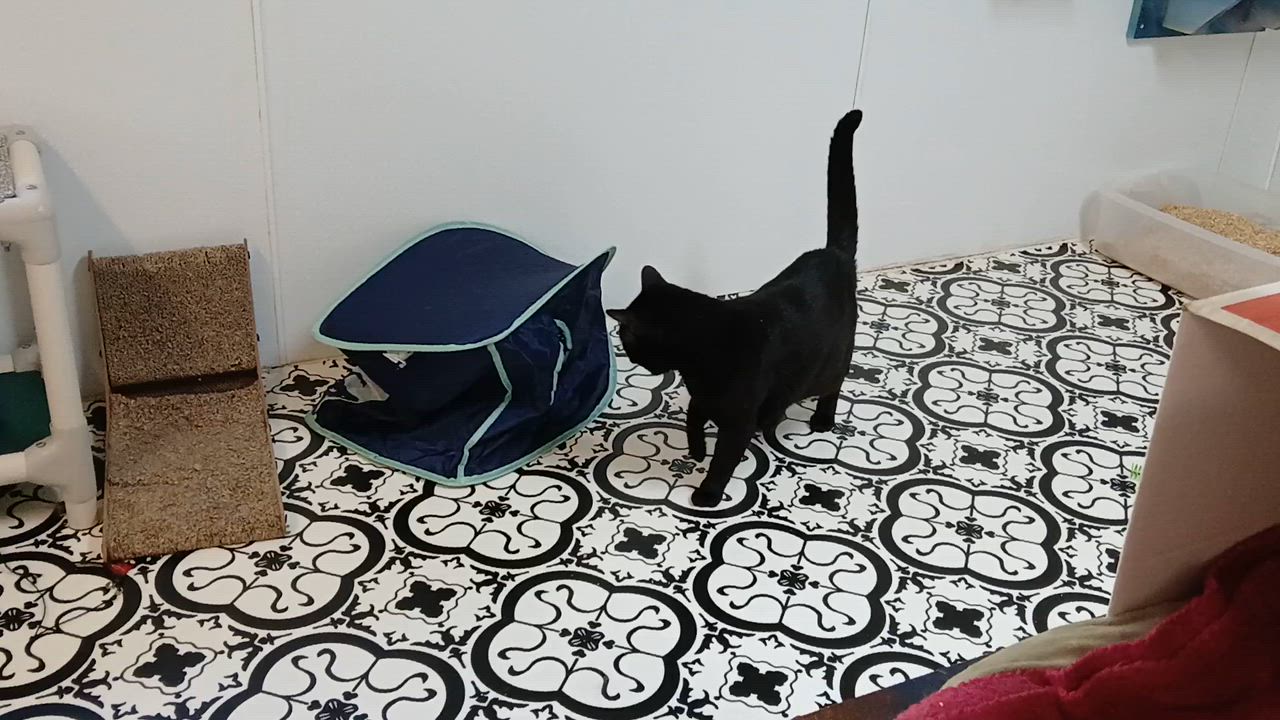 Enlarge Lenny (FIV+), a ADOPTABLE Domestic Short Hair in Cullowhee, NC video 2/6