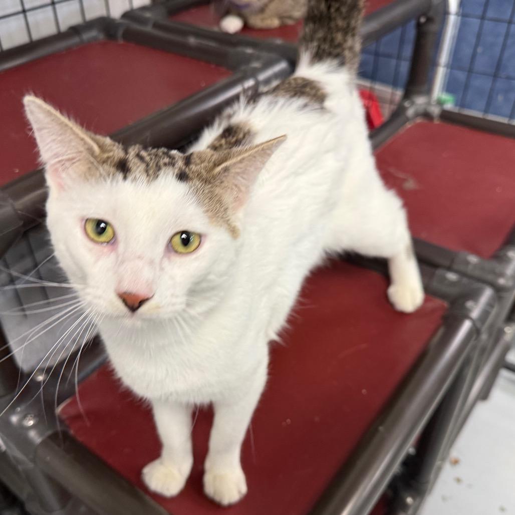 Snoopy, Adoptable, Young Male Domestic Short Hair.