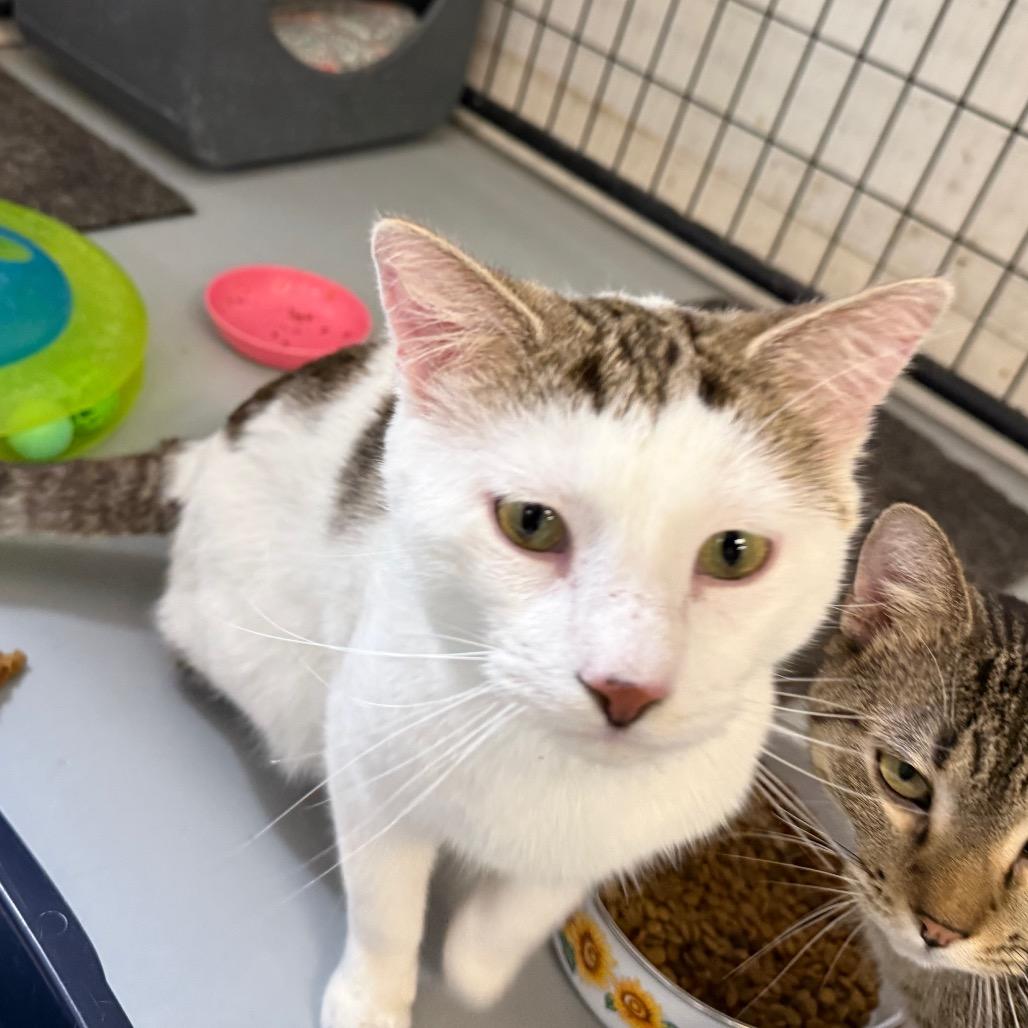 Snoopy, a Adoptable Domestic Short Hair in Carroll, IA image 2/5