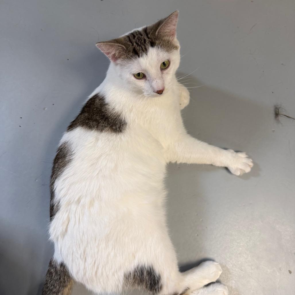 Snoopy, a Adoptable Domestic Short Hair in Carroll, IA image 3/5