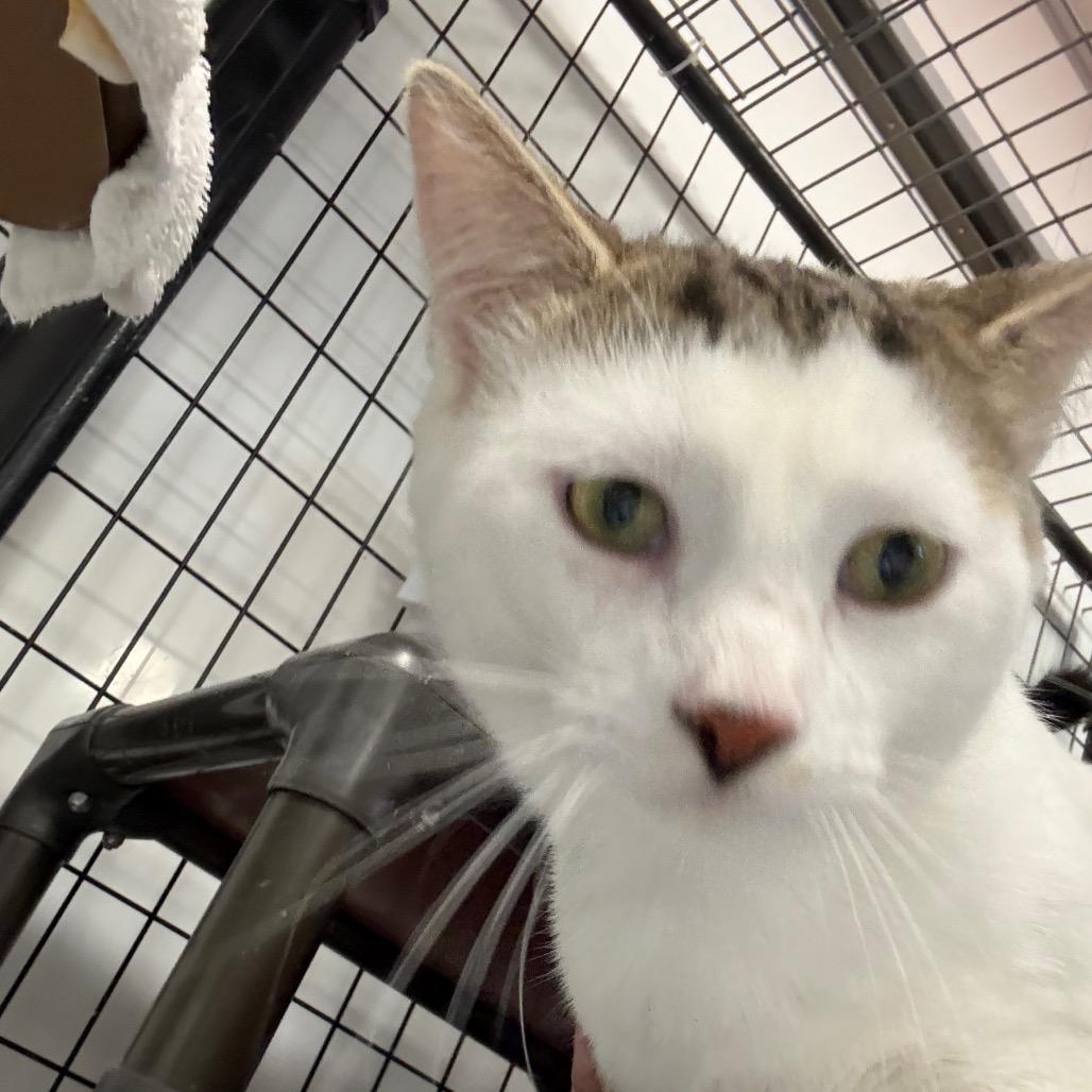 Snoopy, a Adoptable Domestic Short Hair in Carroll, IA image 4/5
