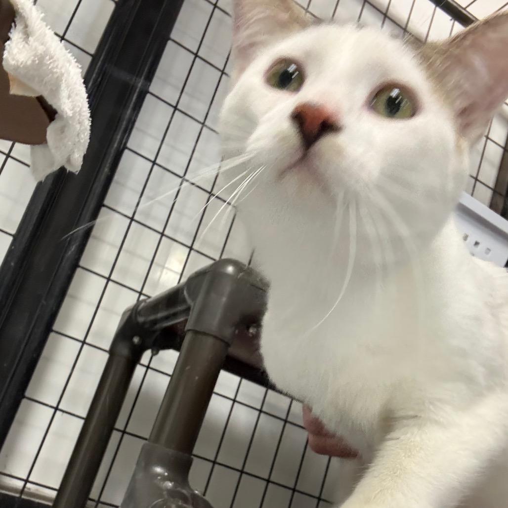 Snoopy, a Adoptable Domestic Short Hair in Carroll, IA image 5/5