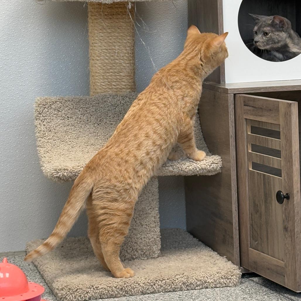 Enlarge Macaroni, a Adoptable Domestic Short Hair in Monticello, IA image 1/4